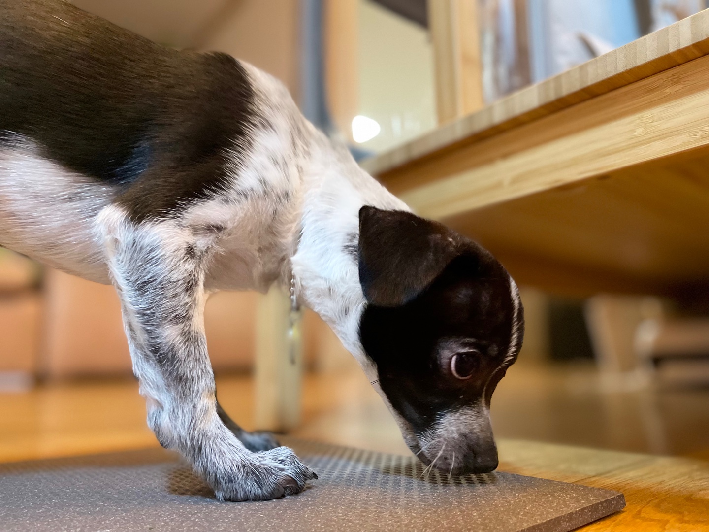 다림(다니)이가 온 지 일주일이 되었어요