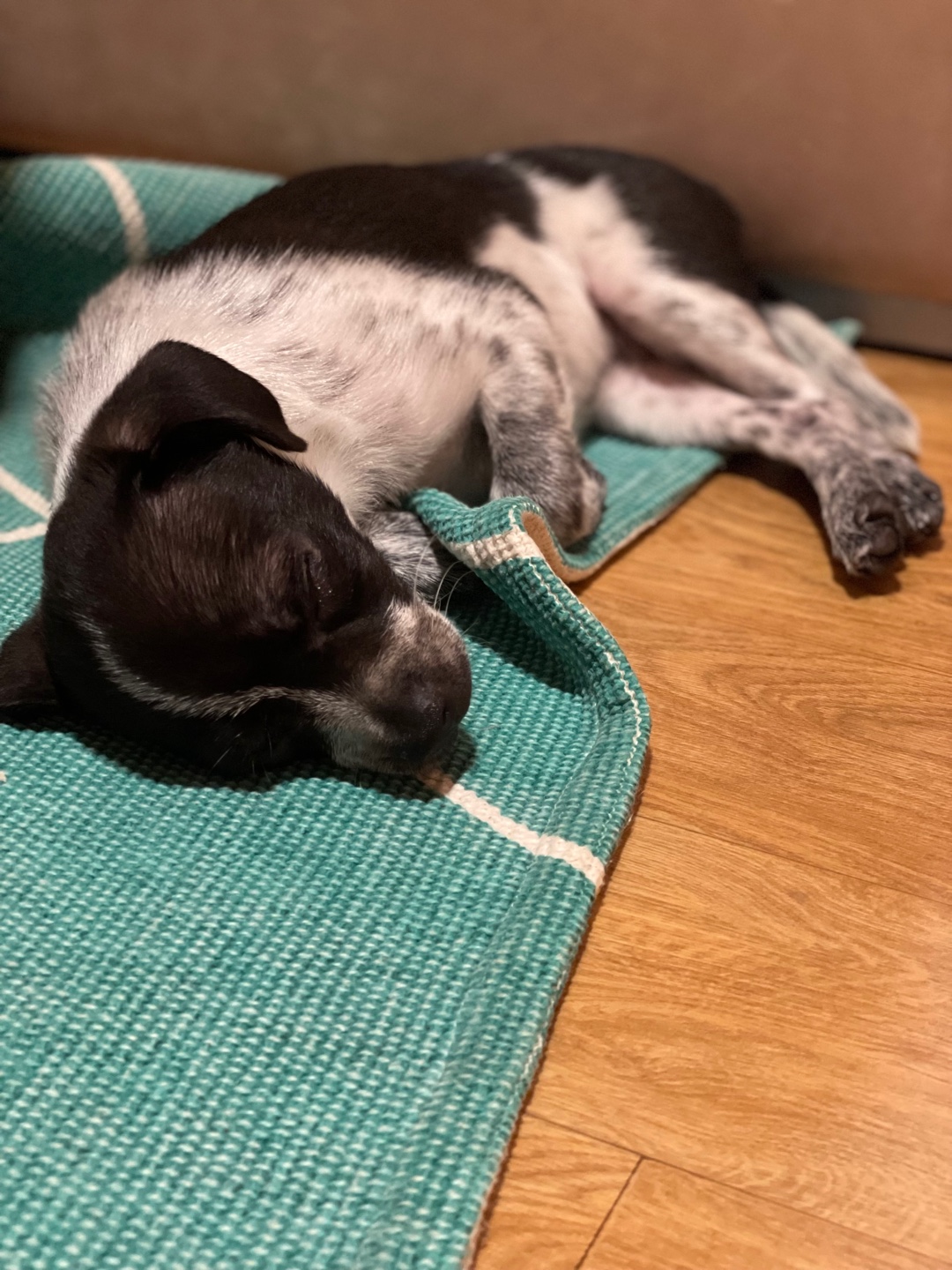 다림(다니)이가 온 지 일주일이 되었어요