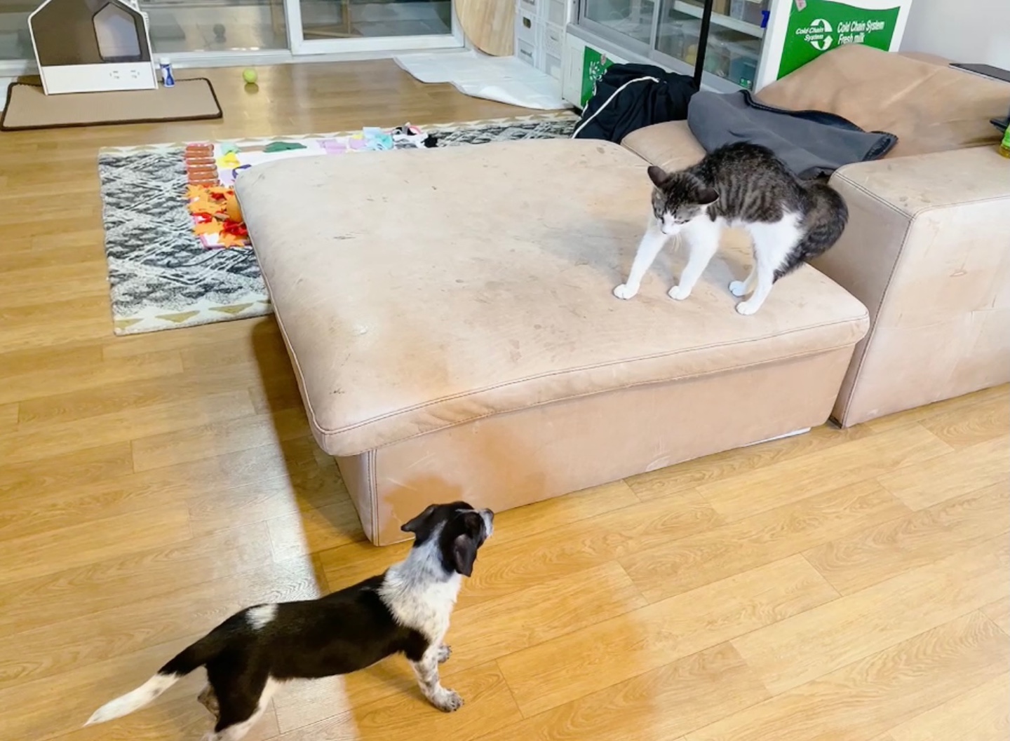 다림(다니)이가 온 지 일주일이 되었어요