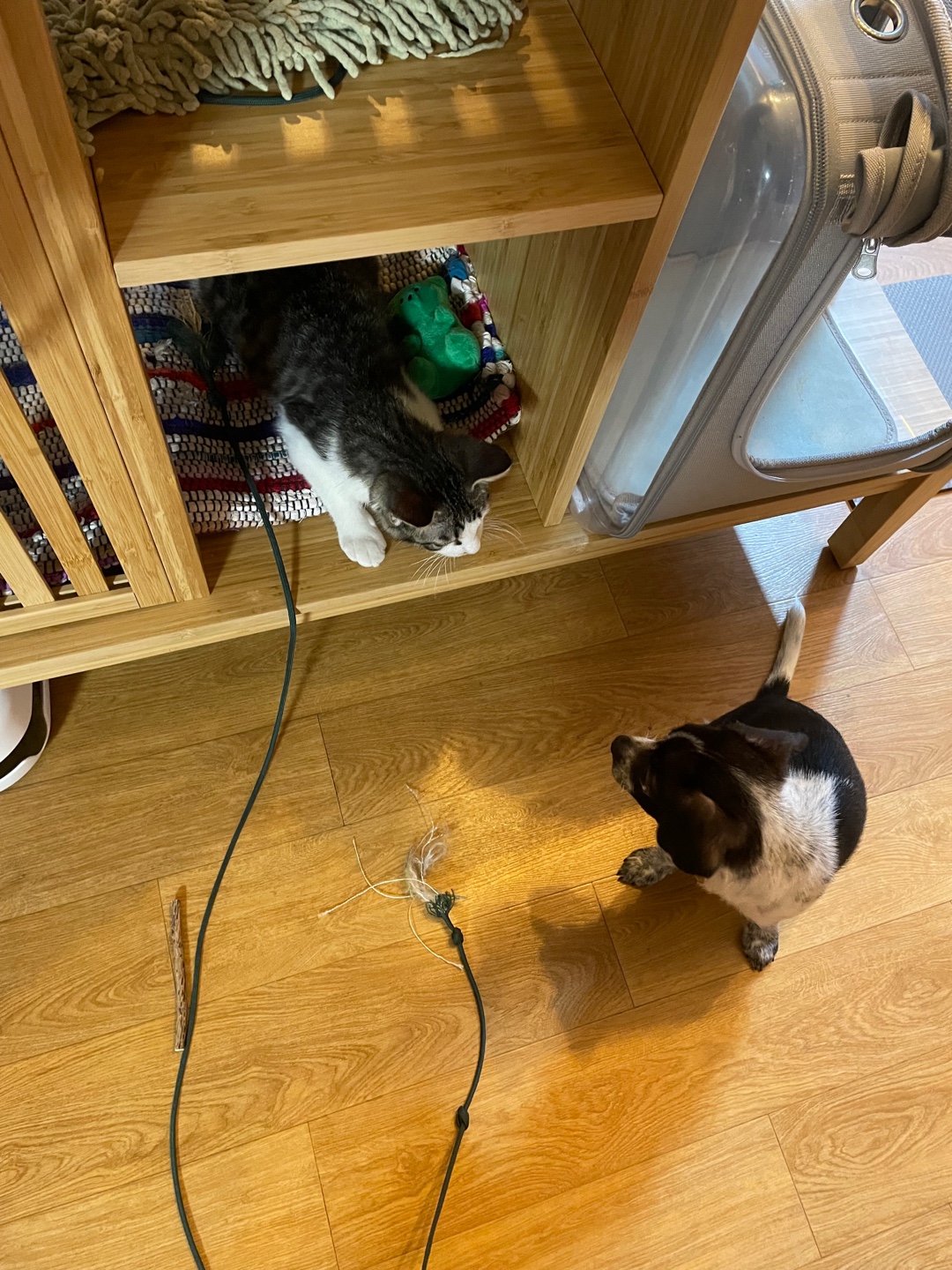 다림(다니)이가 온 지 일주일이 되었어요