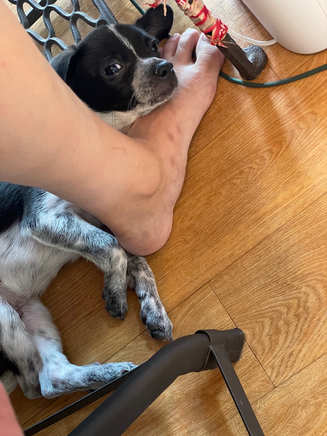 다림(다니)이가 온 지 일주일이 되었어요