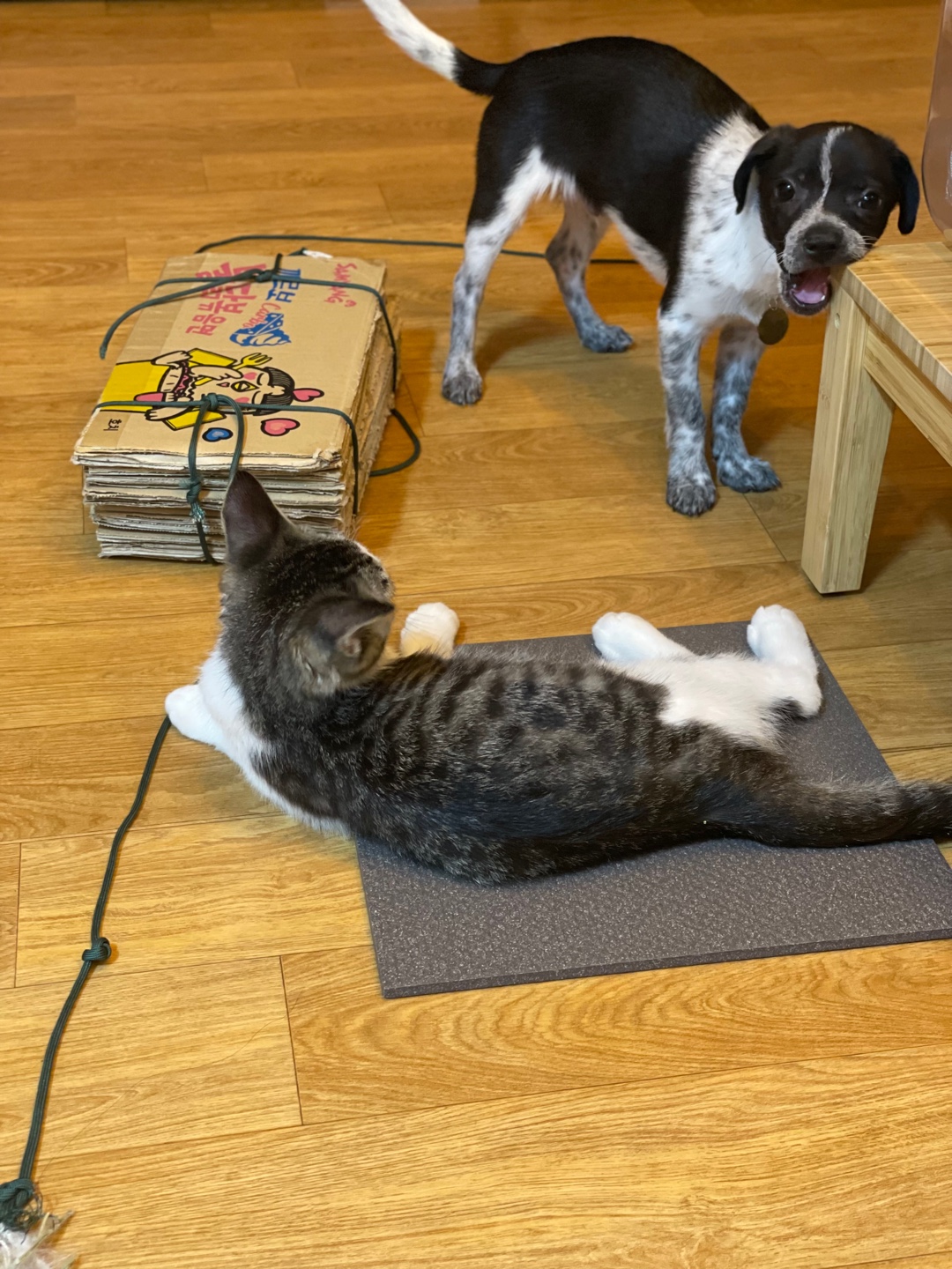 다림(다니)이가 온 지 일주일이 되었어요