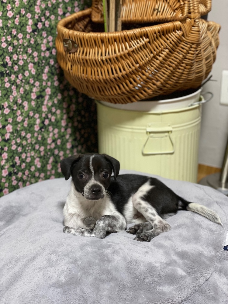 다림(다니)이가 온 지 일주일이 되었어요