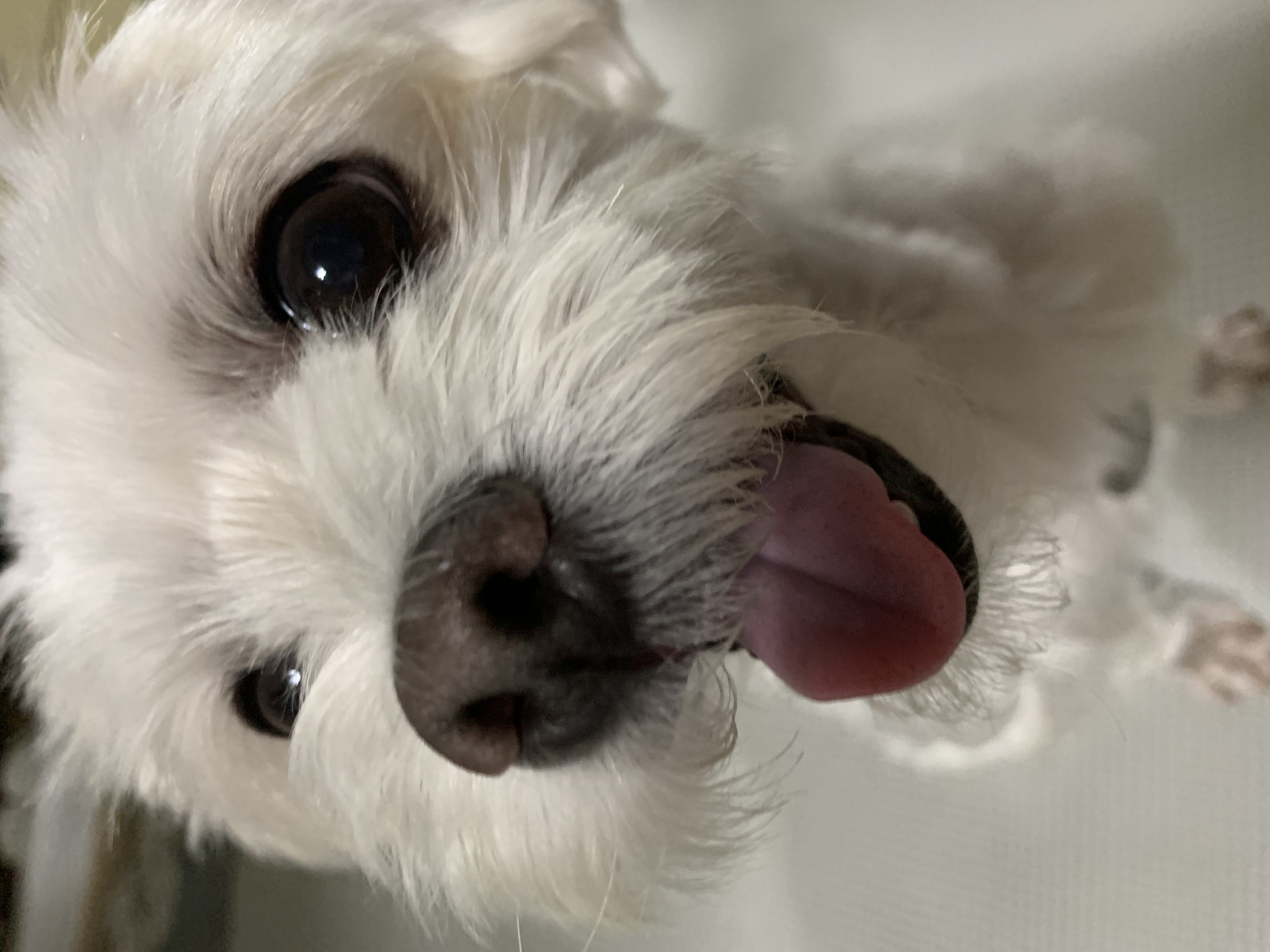 삼숙이 입양 후 한 달