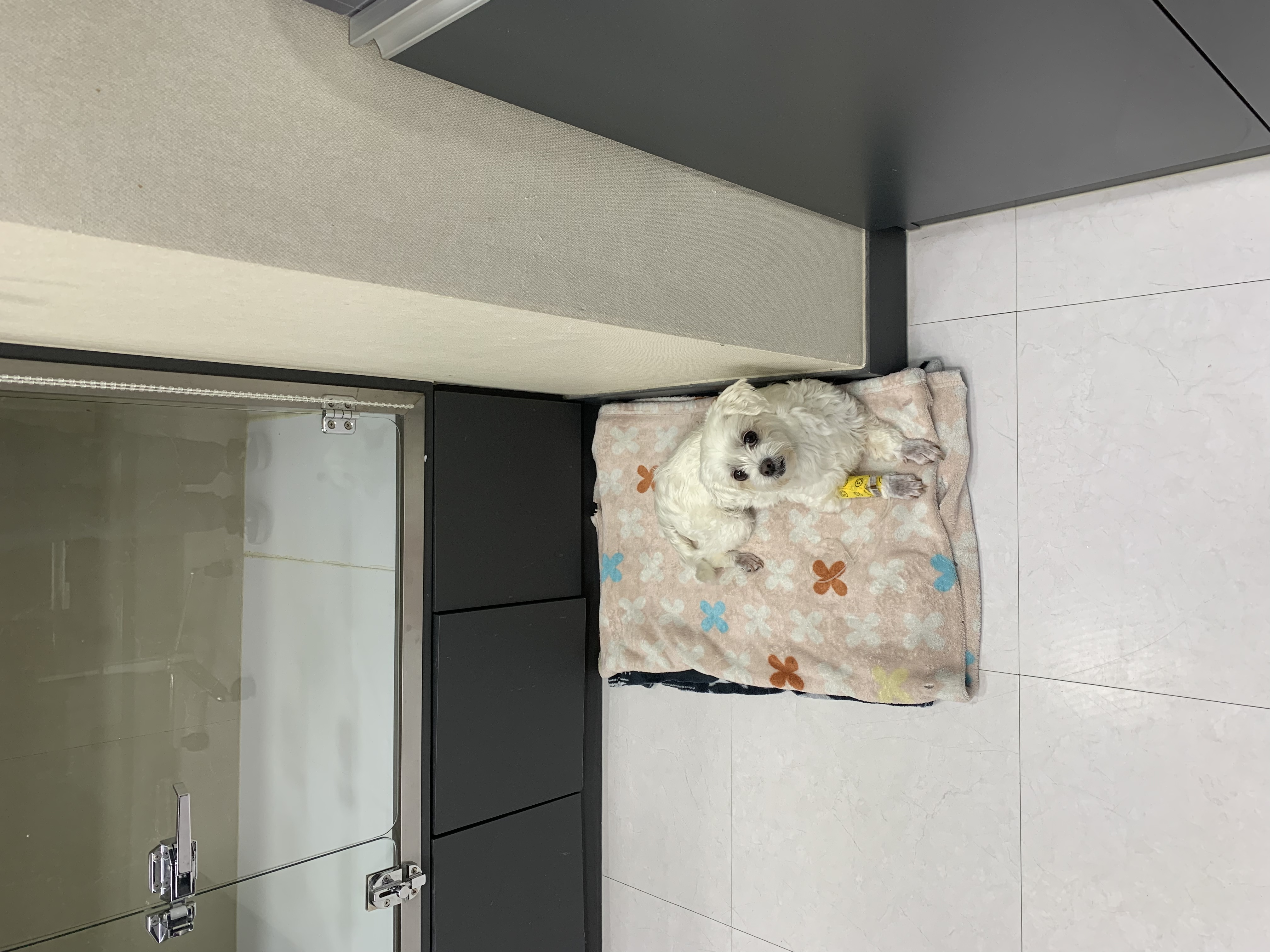 삼숙이 입양 후 한 달