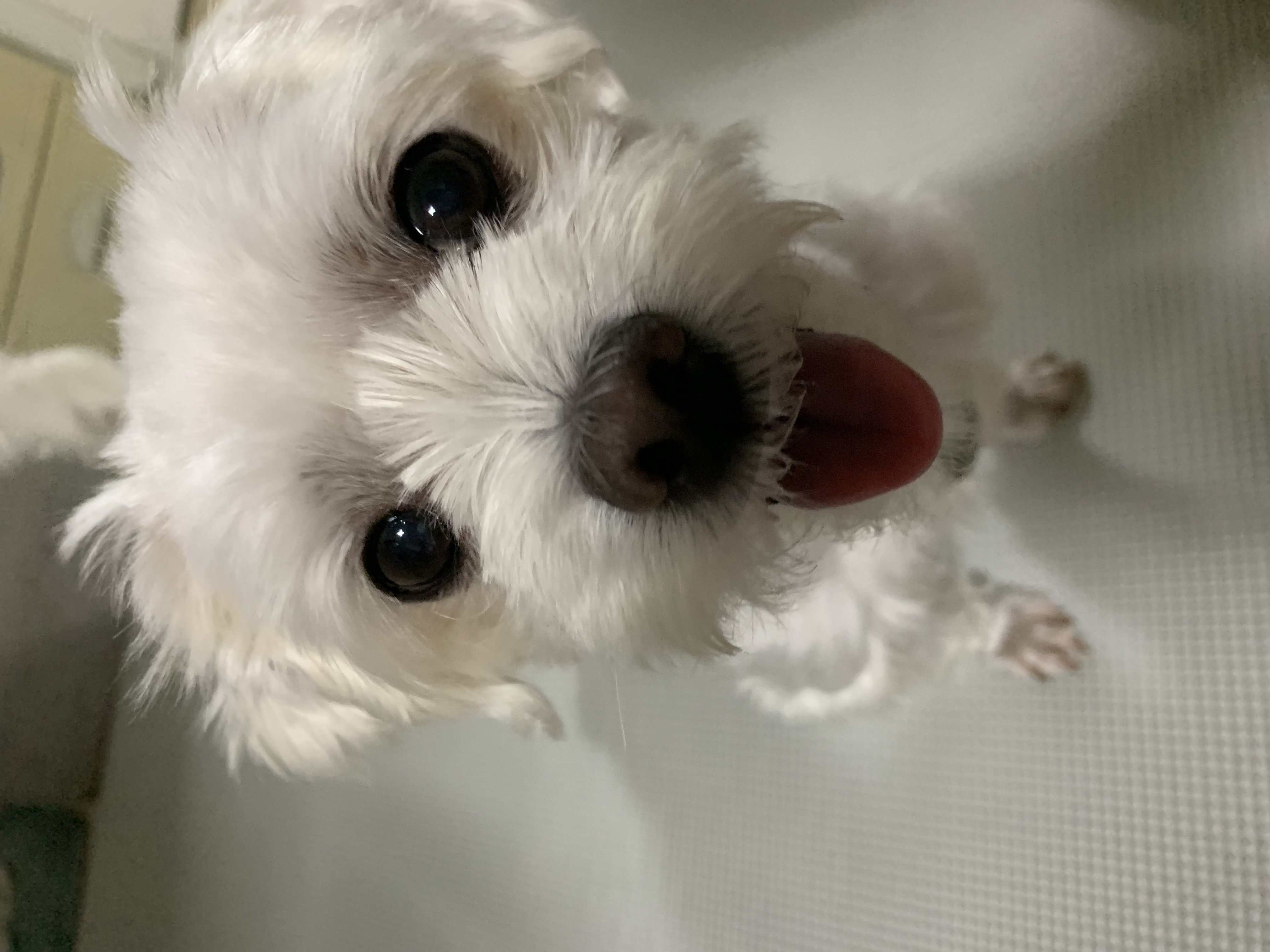 삼숙이 입양 후 한 달