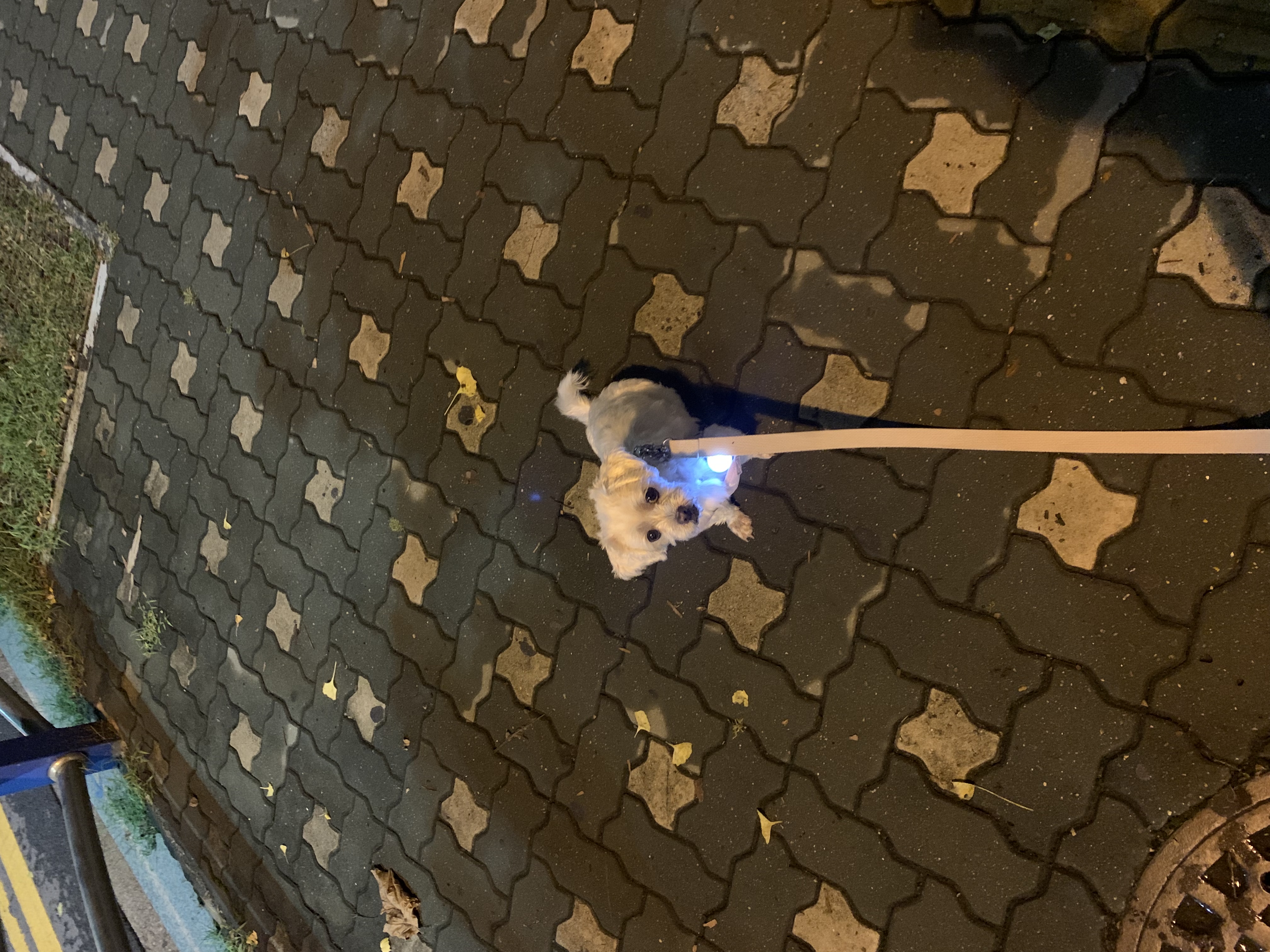 삼숙이 입양 후 한 달