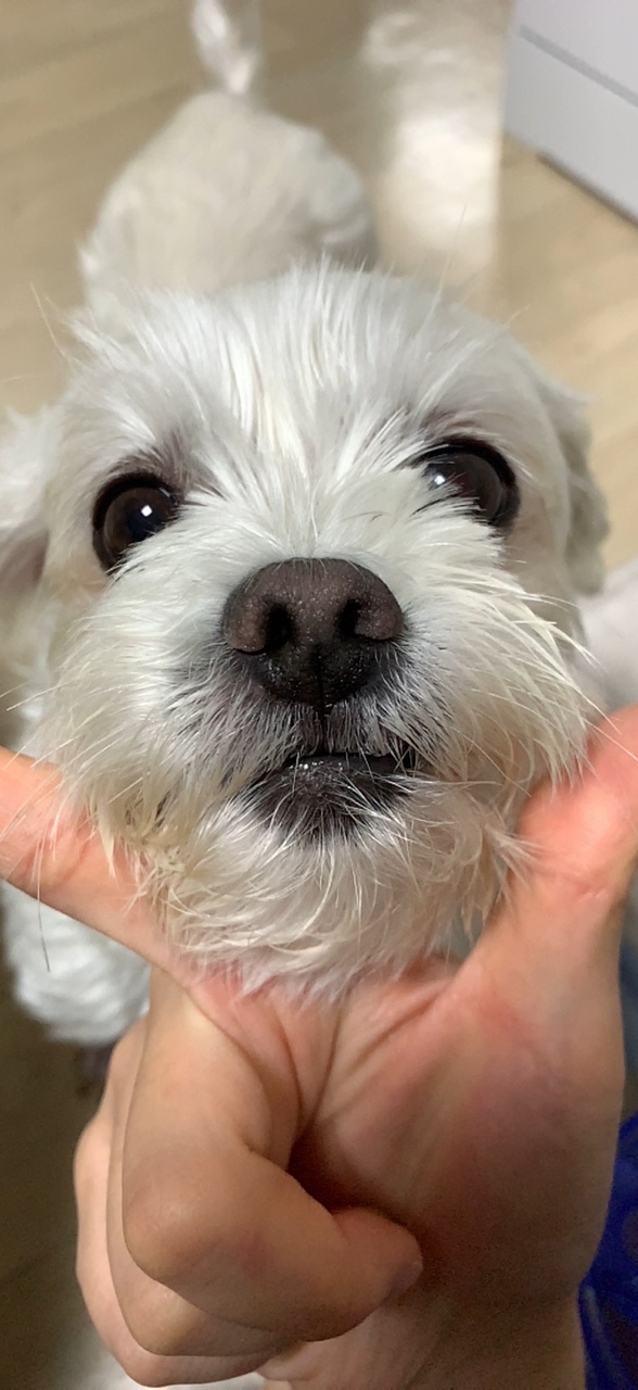 삼숙이 입양 후 한 달