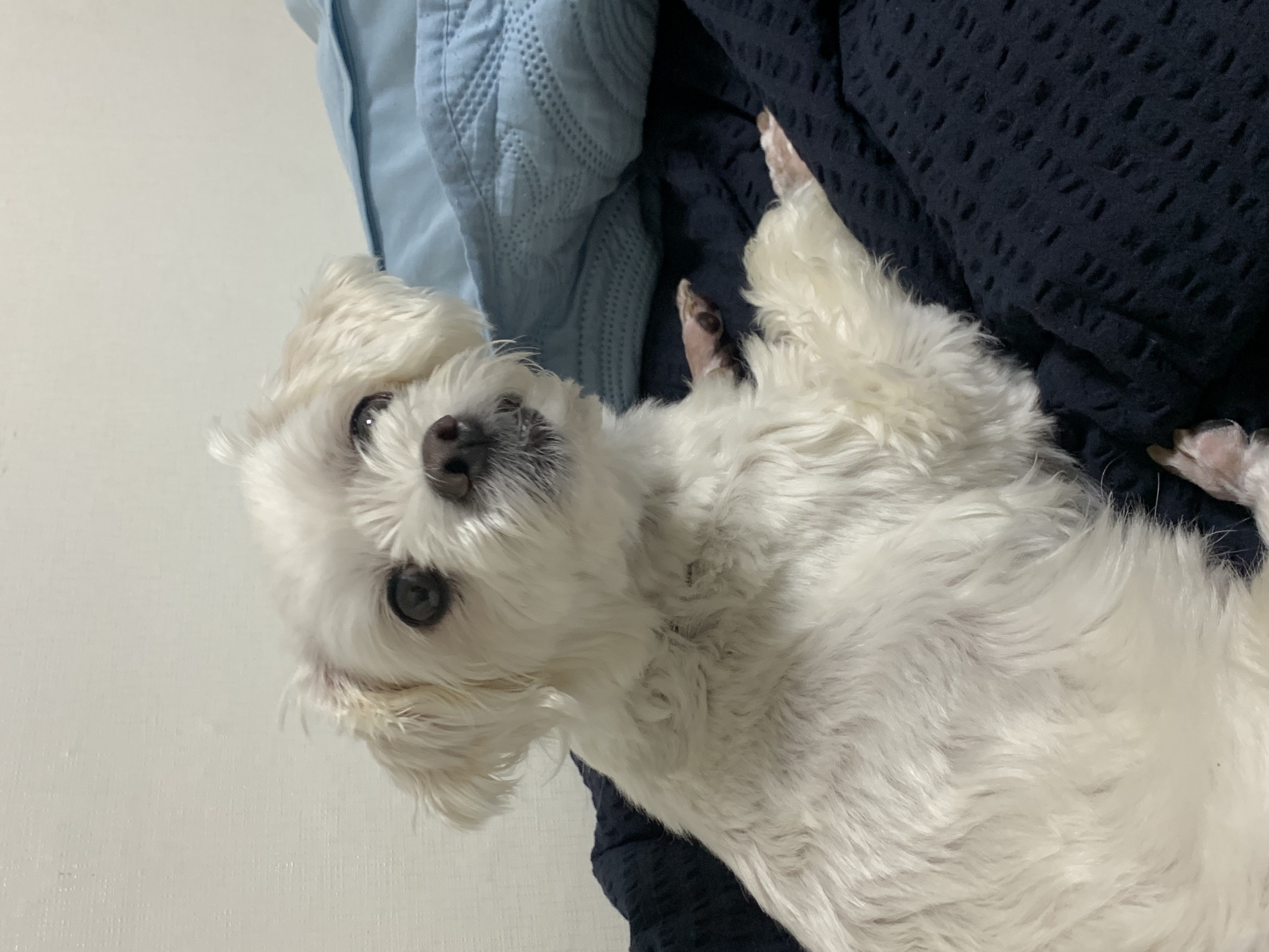 삼숙이 입양 후 한 달