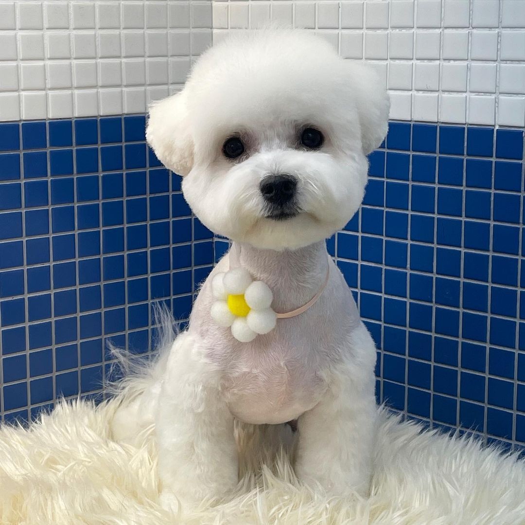 하음(구름)이 하삼(봄)이 소식이에요~