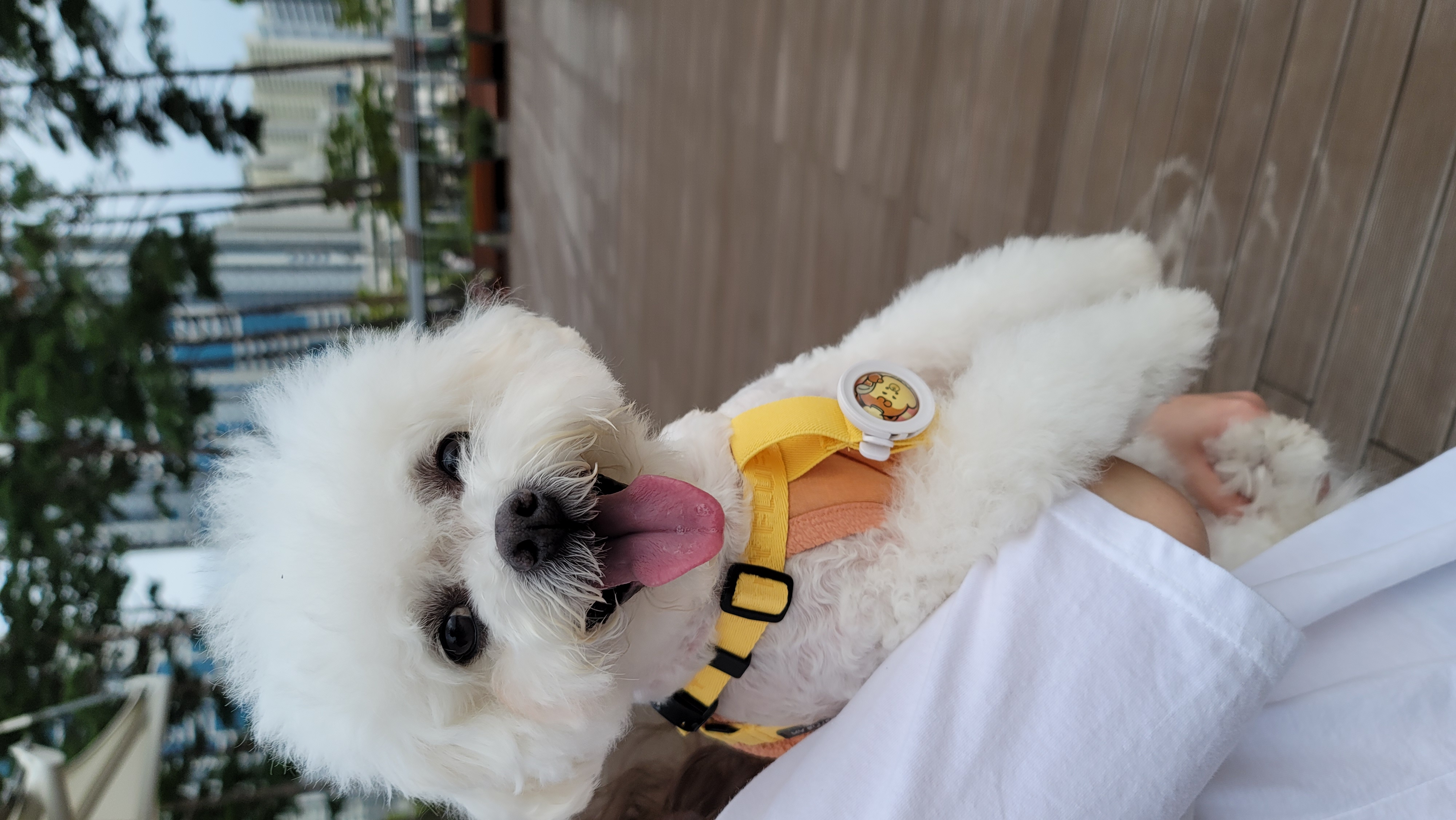 하음(구름)이 하삼(봄)이 소식이에요~