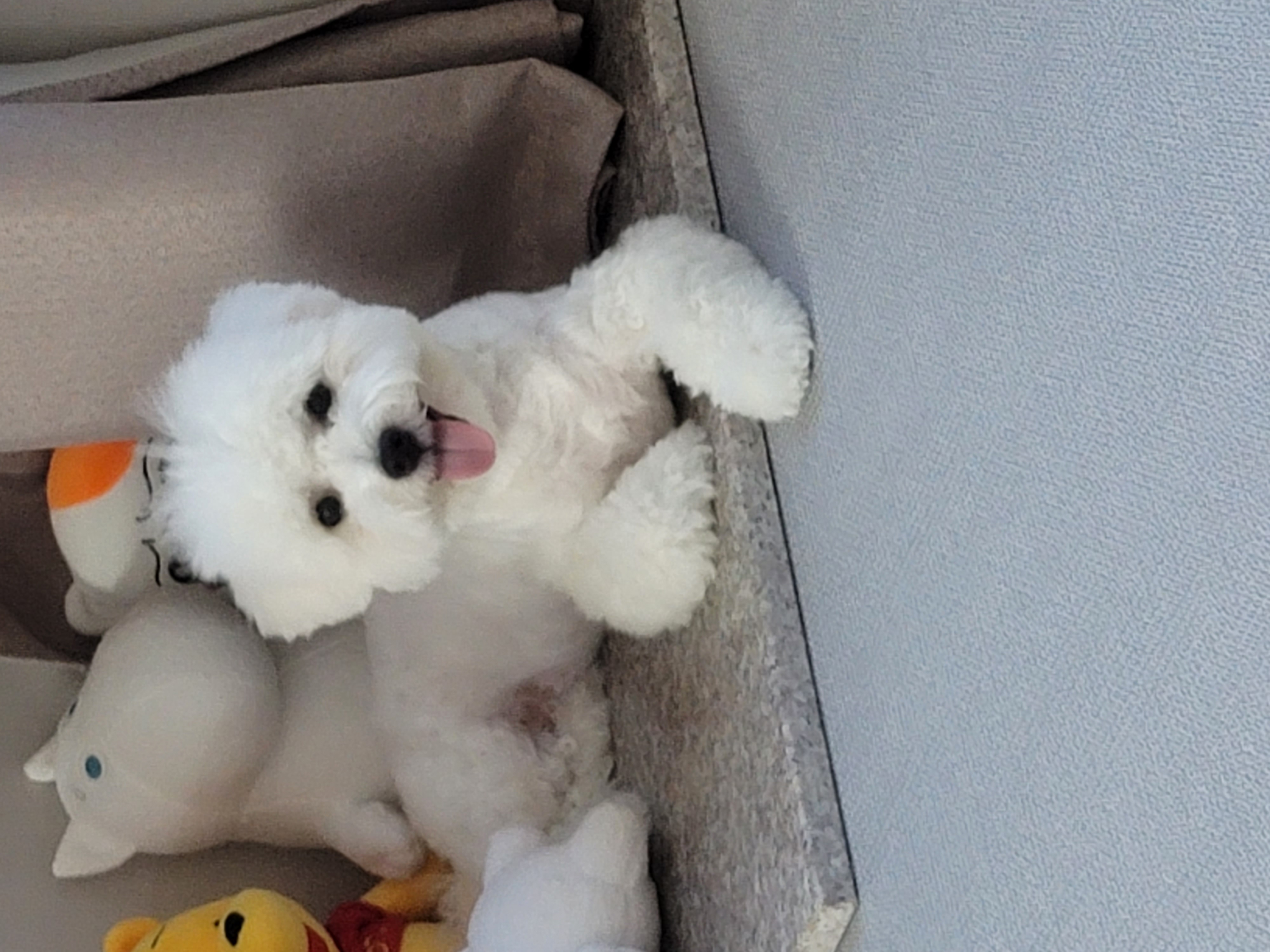 하음(구름)이 하삼(봄)이 소식이에요~