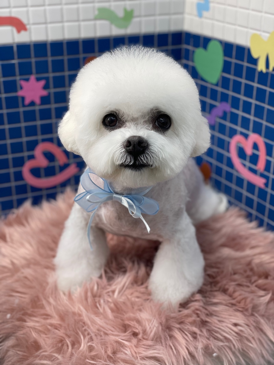 하음(구름)이 하삼(봄)이 소식이에요~