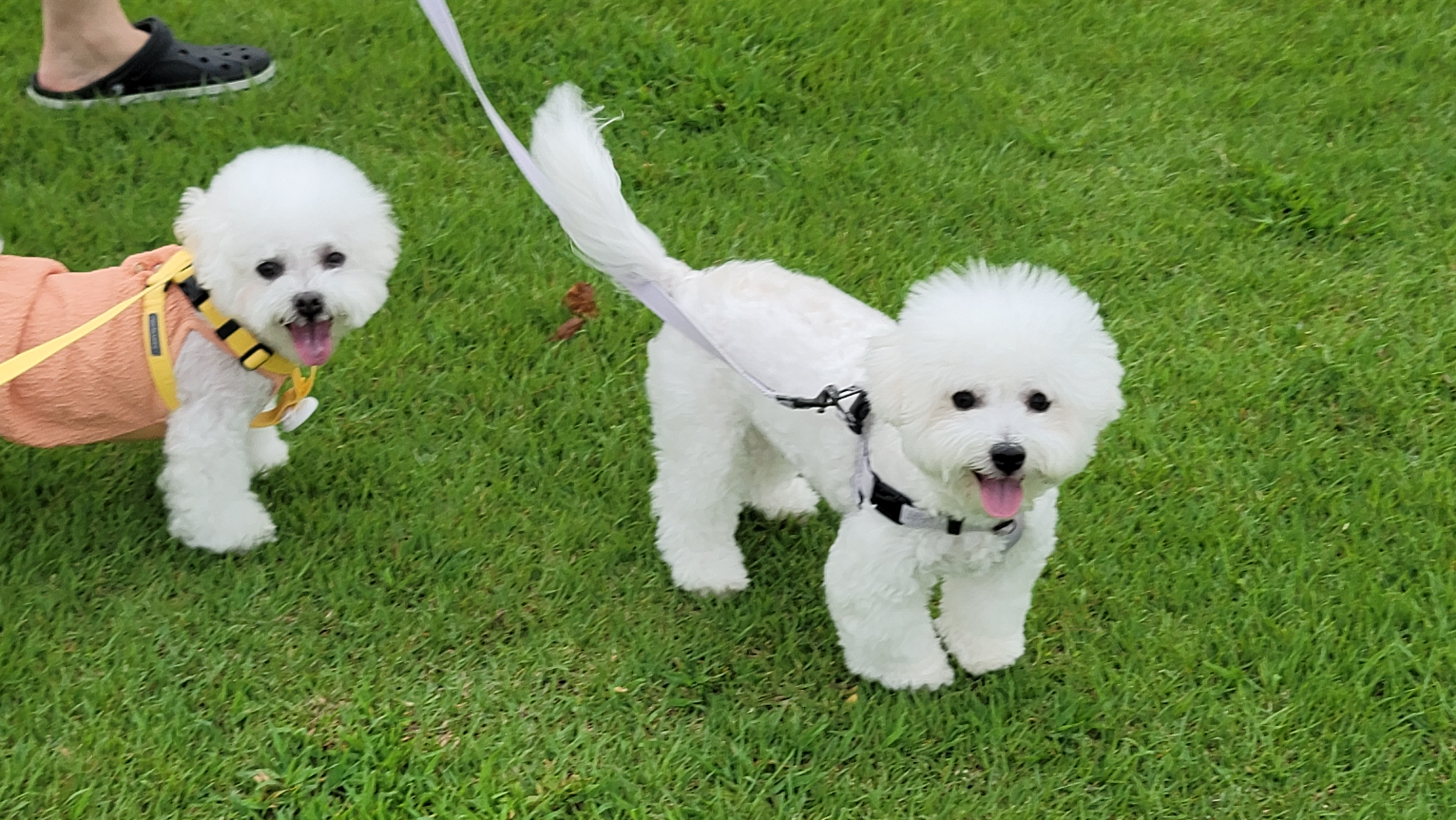 하음(구름)이 하삼(봄)이 소식이에요~