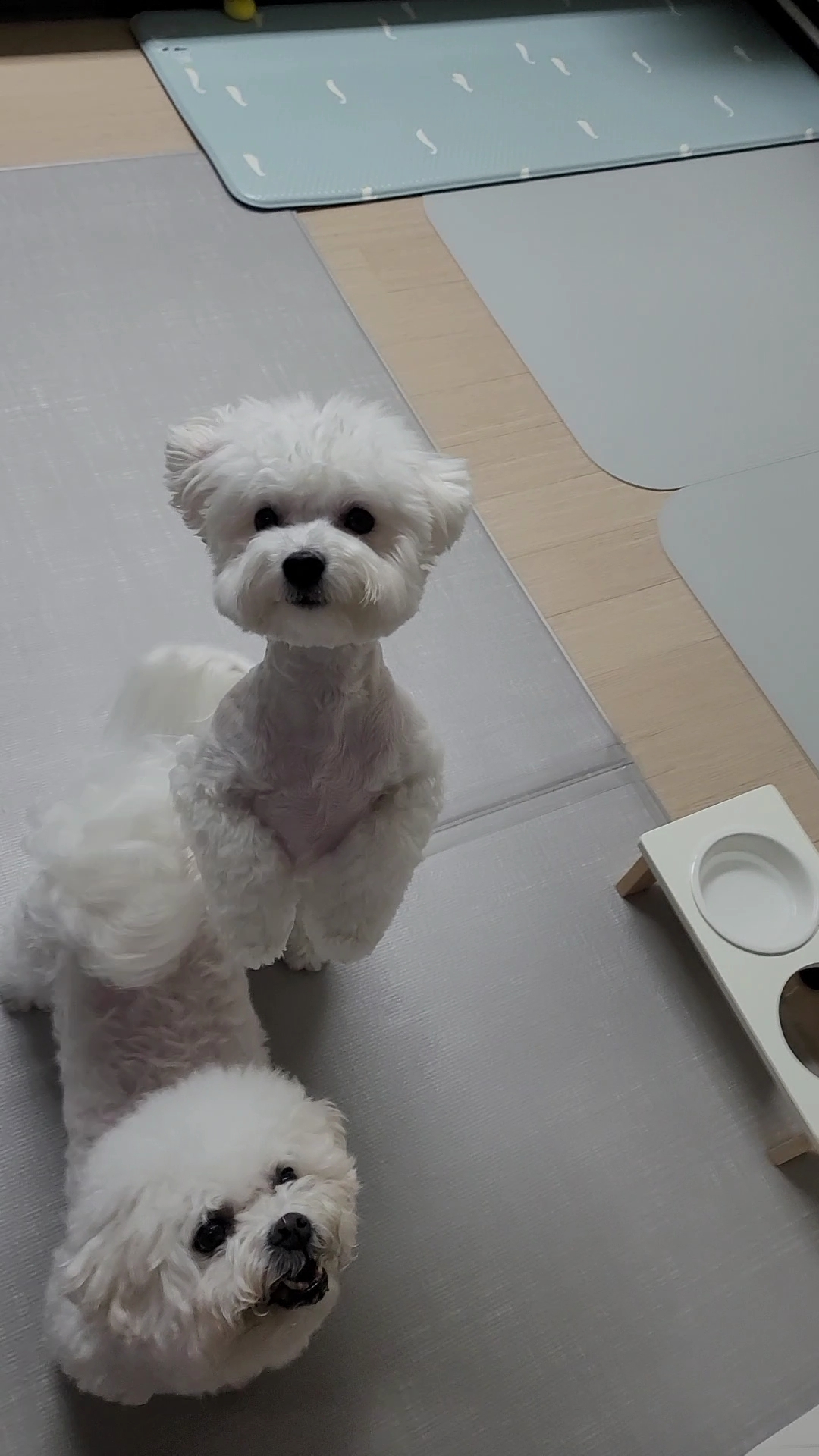 하음(구름)이 하삼(봄)이 소식이에요~