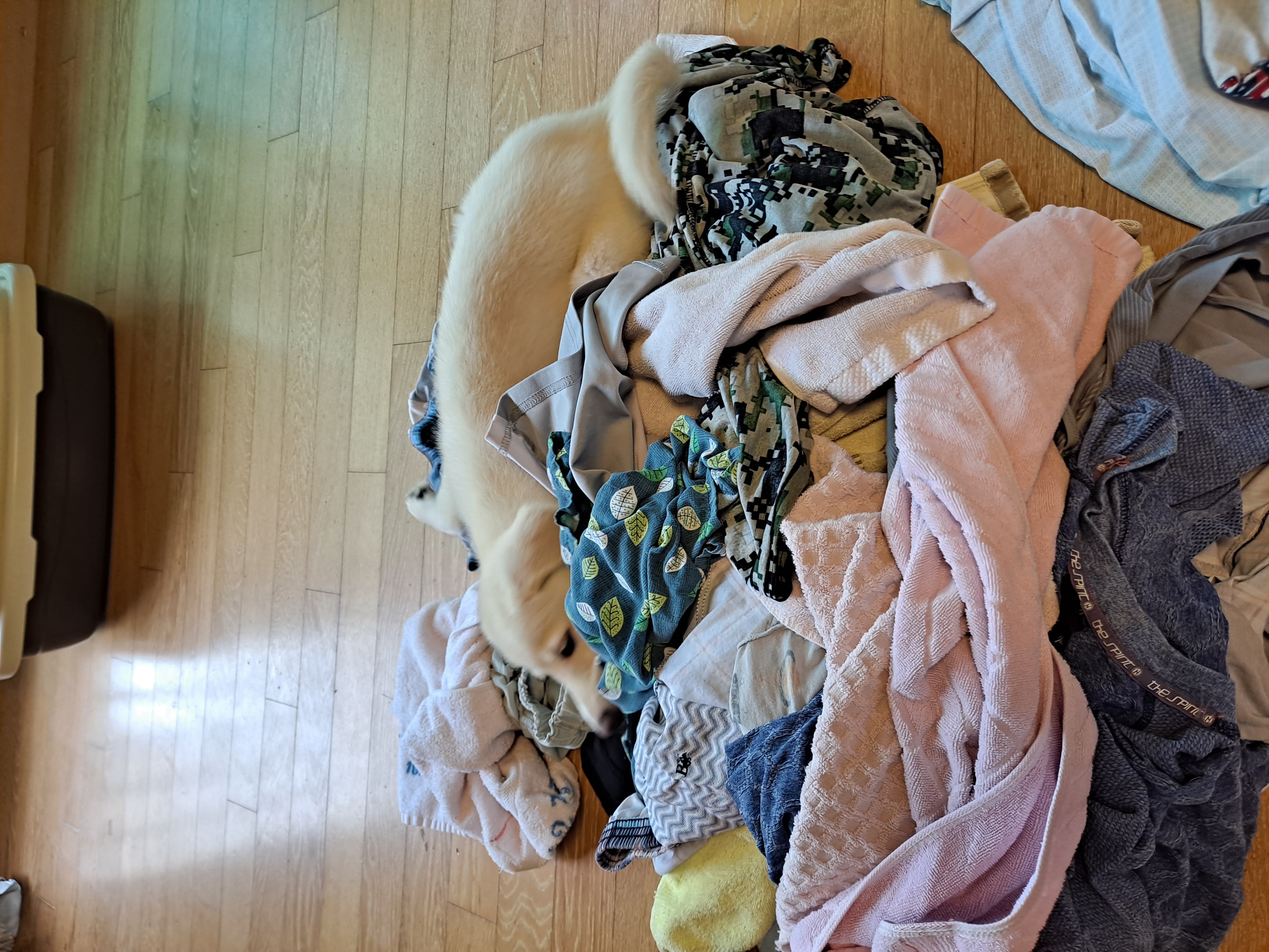 하양이(시도)가 온지 벌써 일주일 됐네요