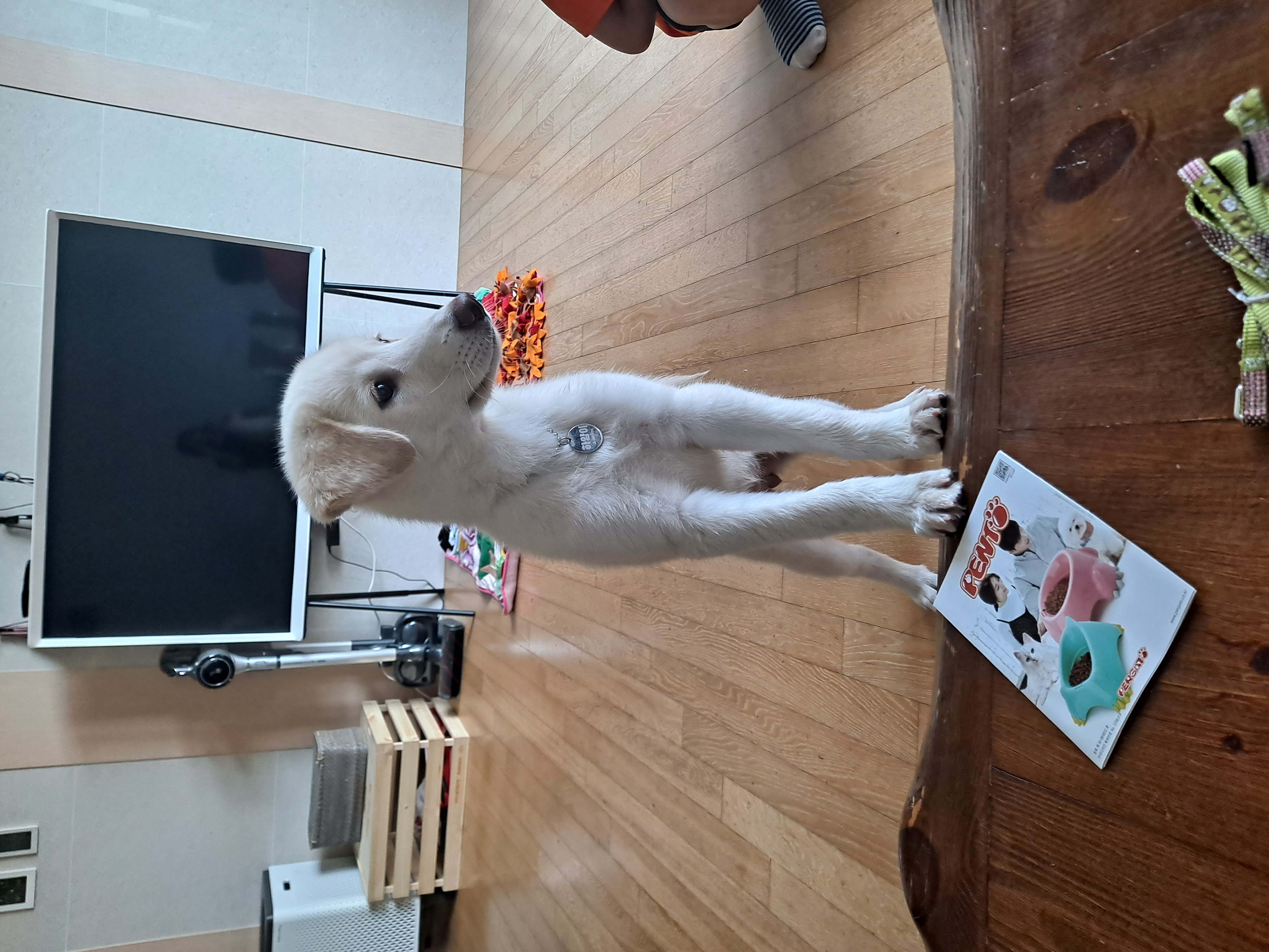 하양이(시도)가 온지 벌써 일주일 됐네요