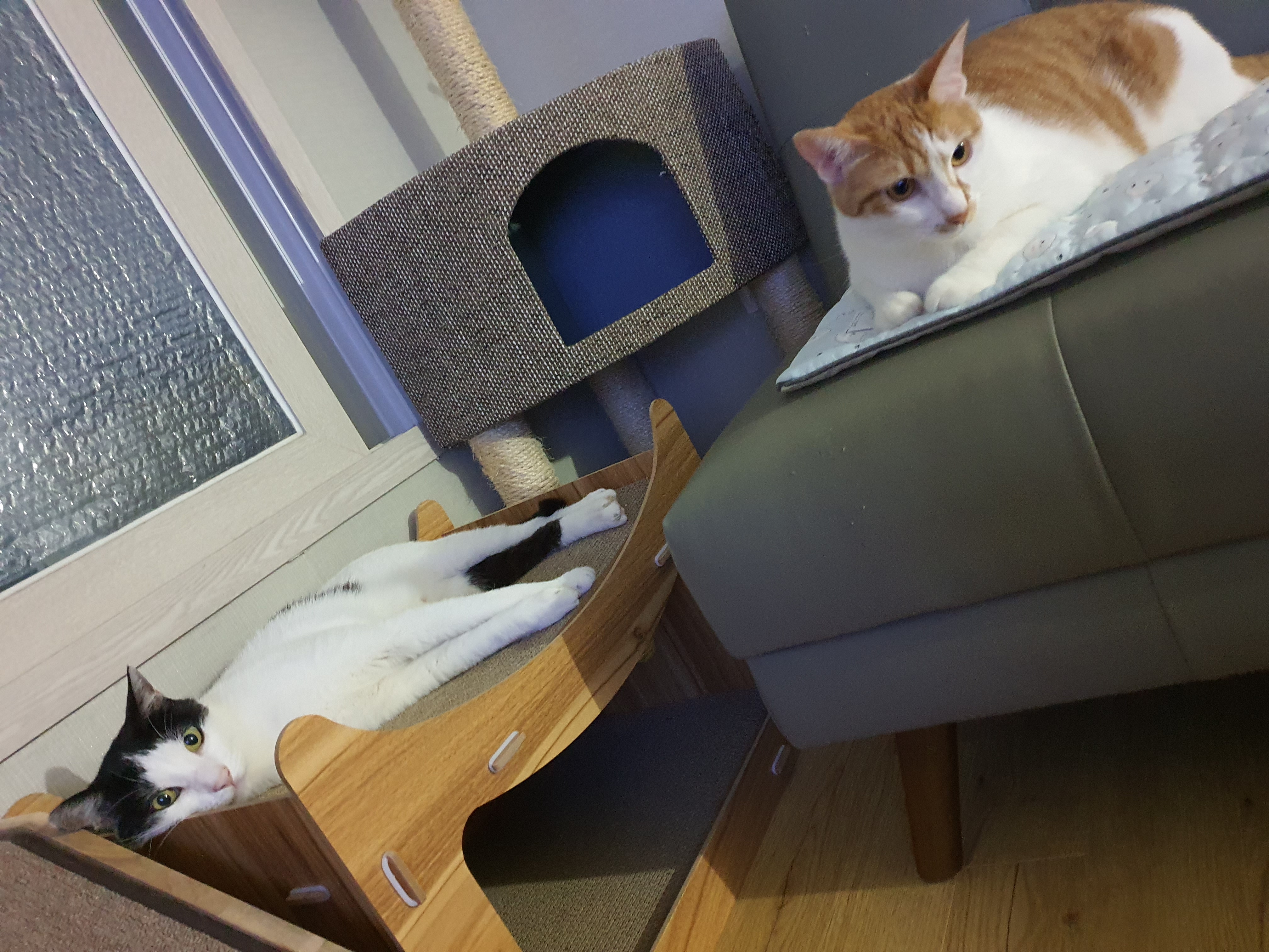 새싹이 2달째적응기입니다