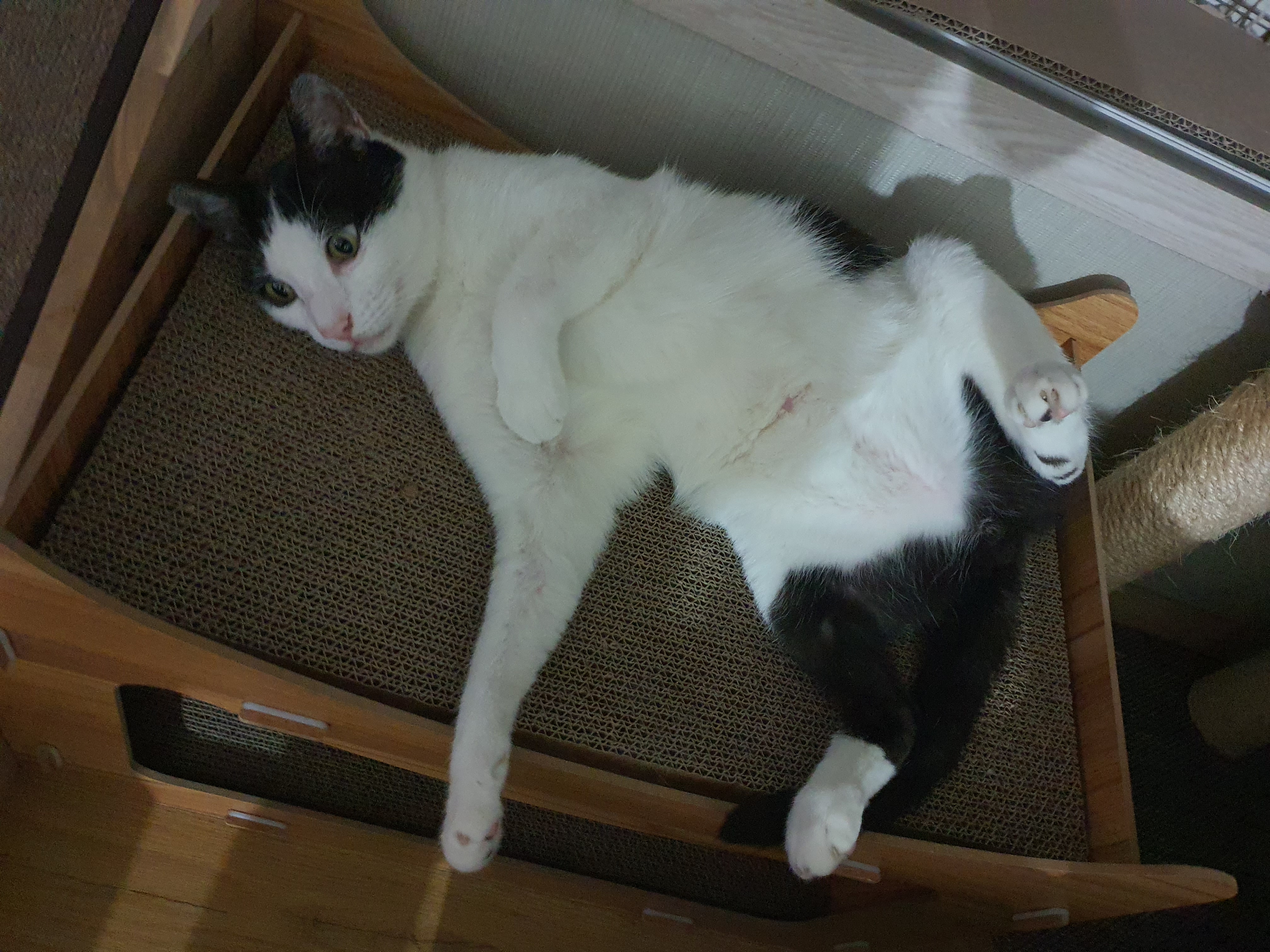 새싹이 2달째적응기입니다