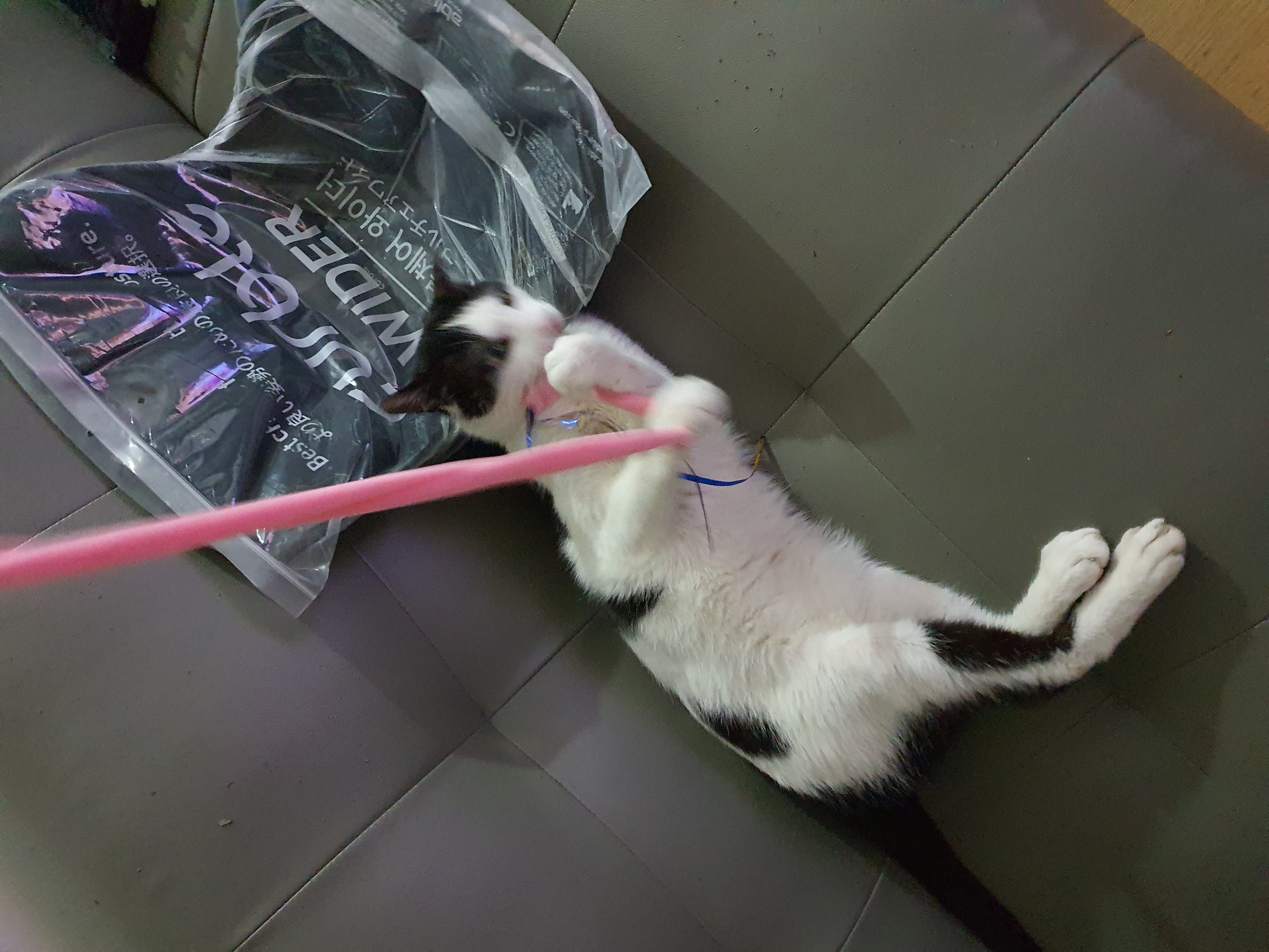 새싹이 2달째적응기입니다