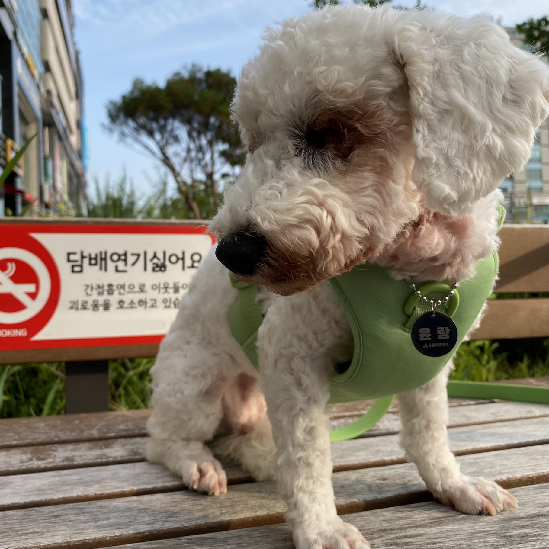 랑이 입양 2달차(쟈스민)