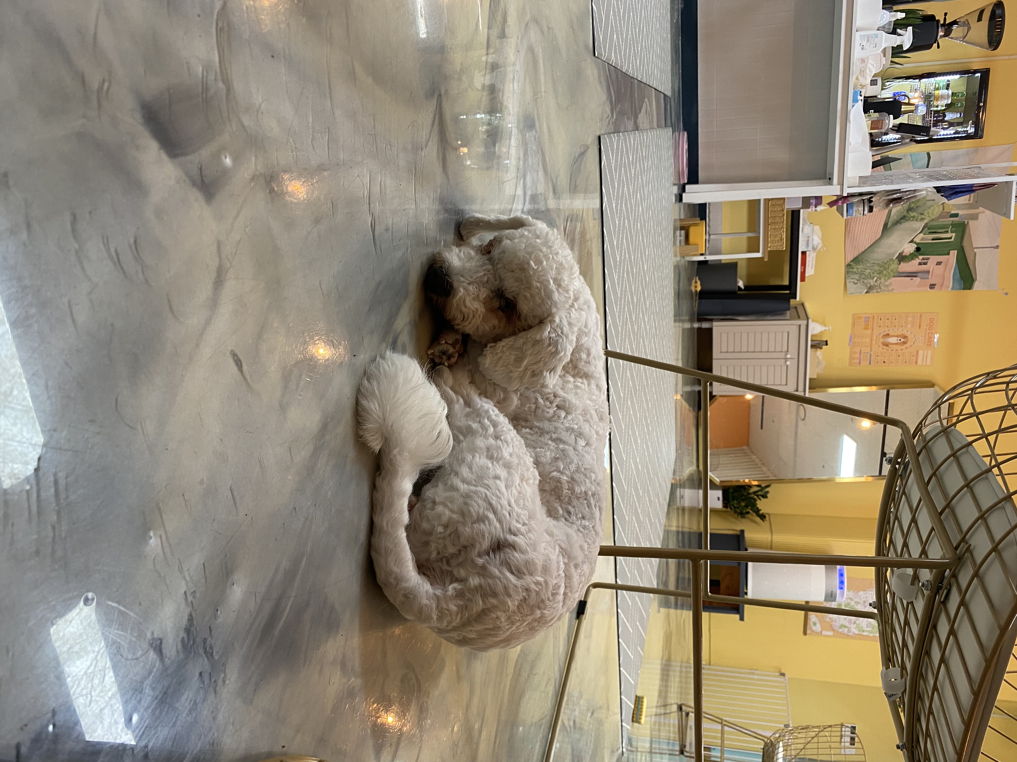 랑이 입양 2달차(쟈스민)