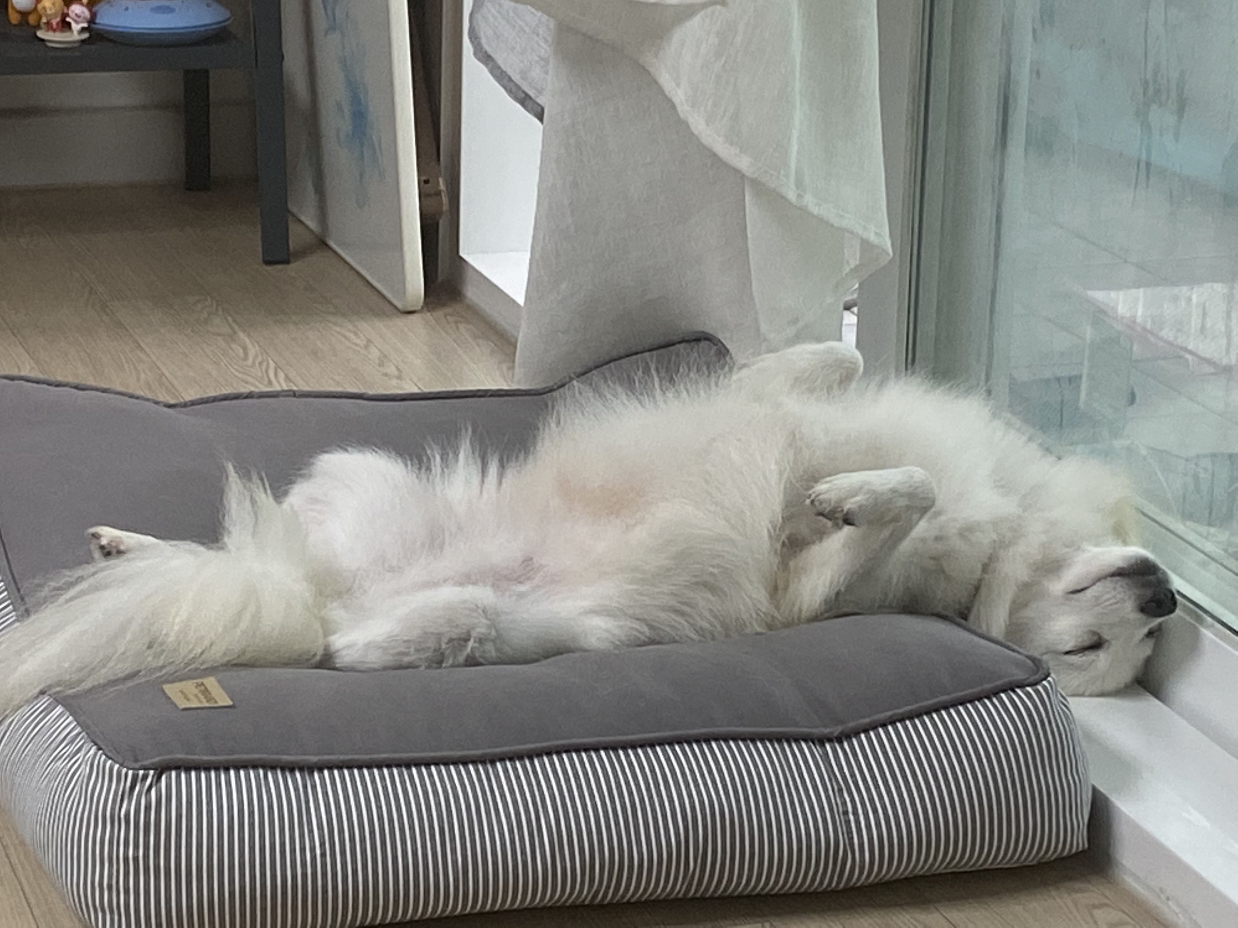 휘핑이 한달 임보 이야기♡