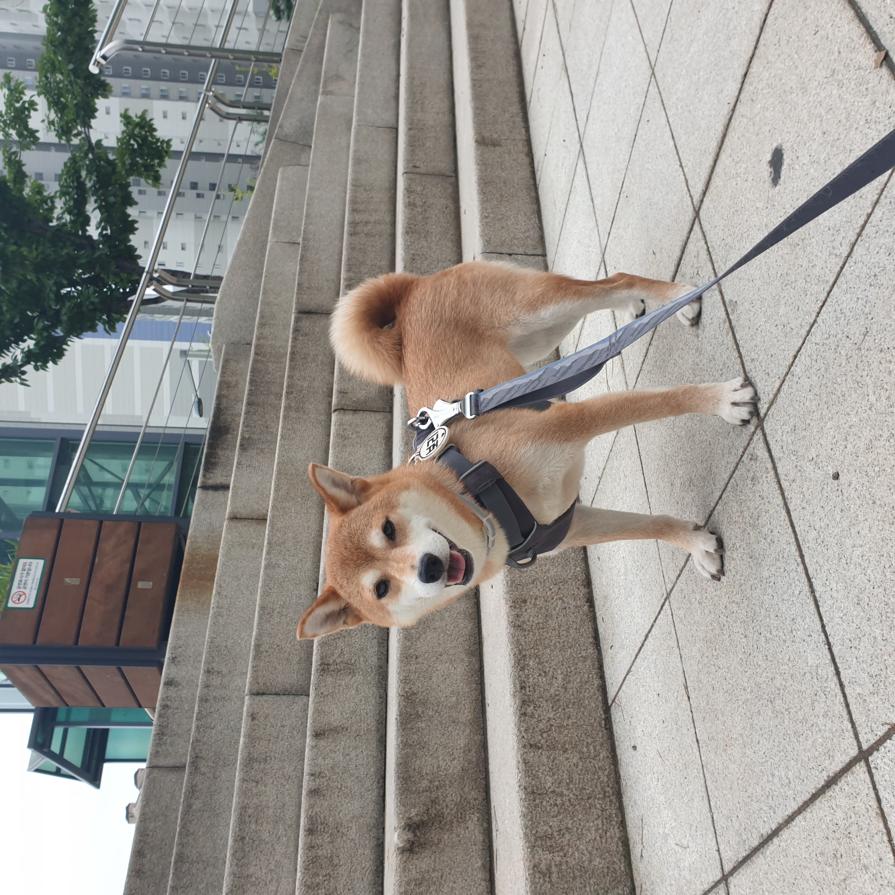 보리 입양 후 3개월이 되었네요