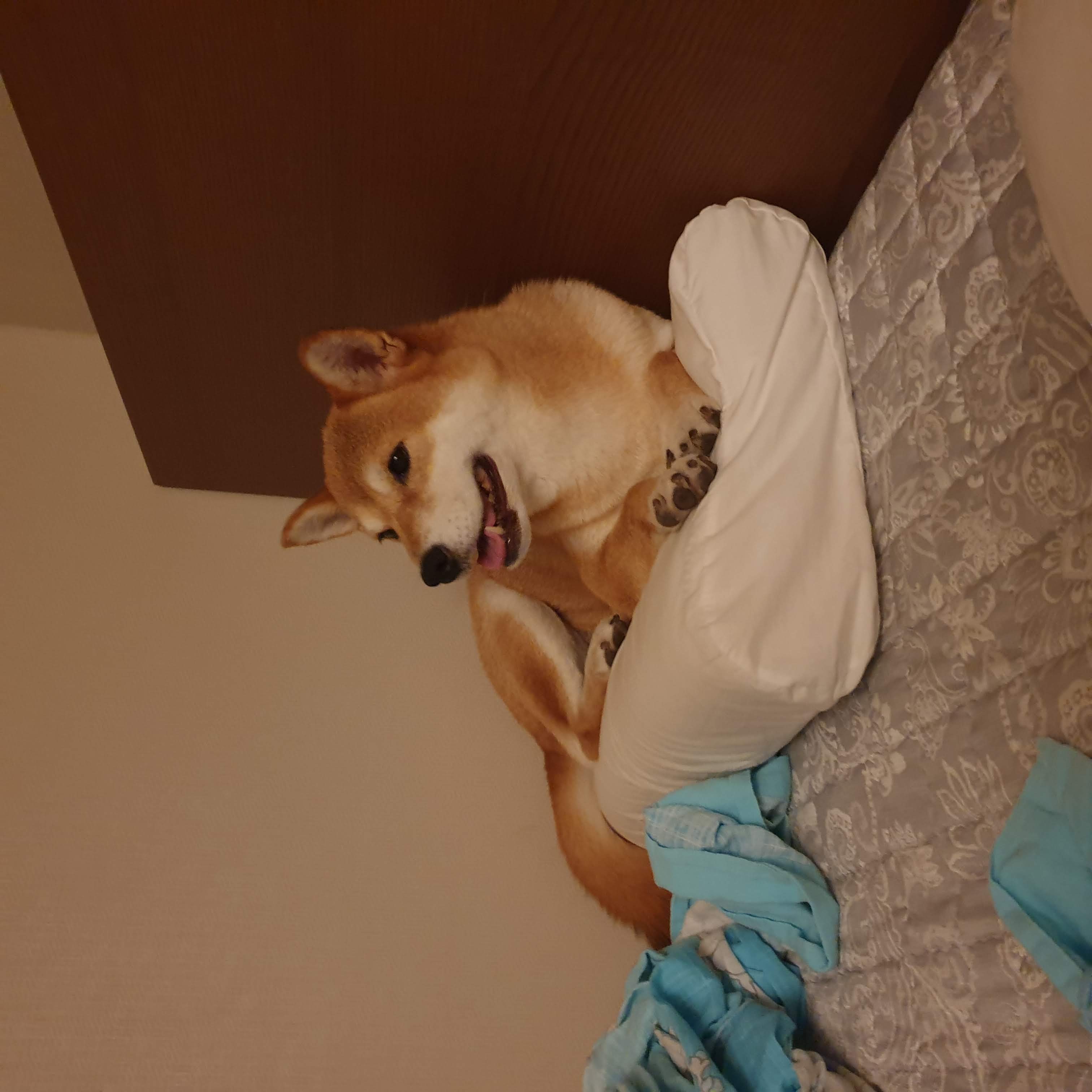 보리 입양 후 3개월이 되었네요