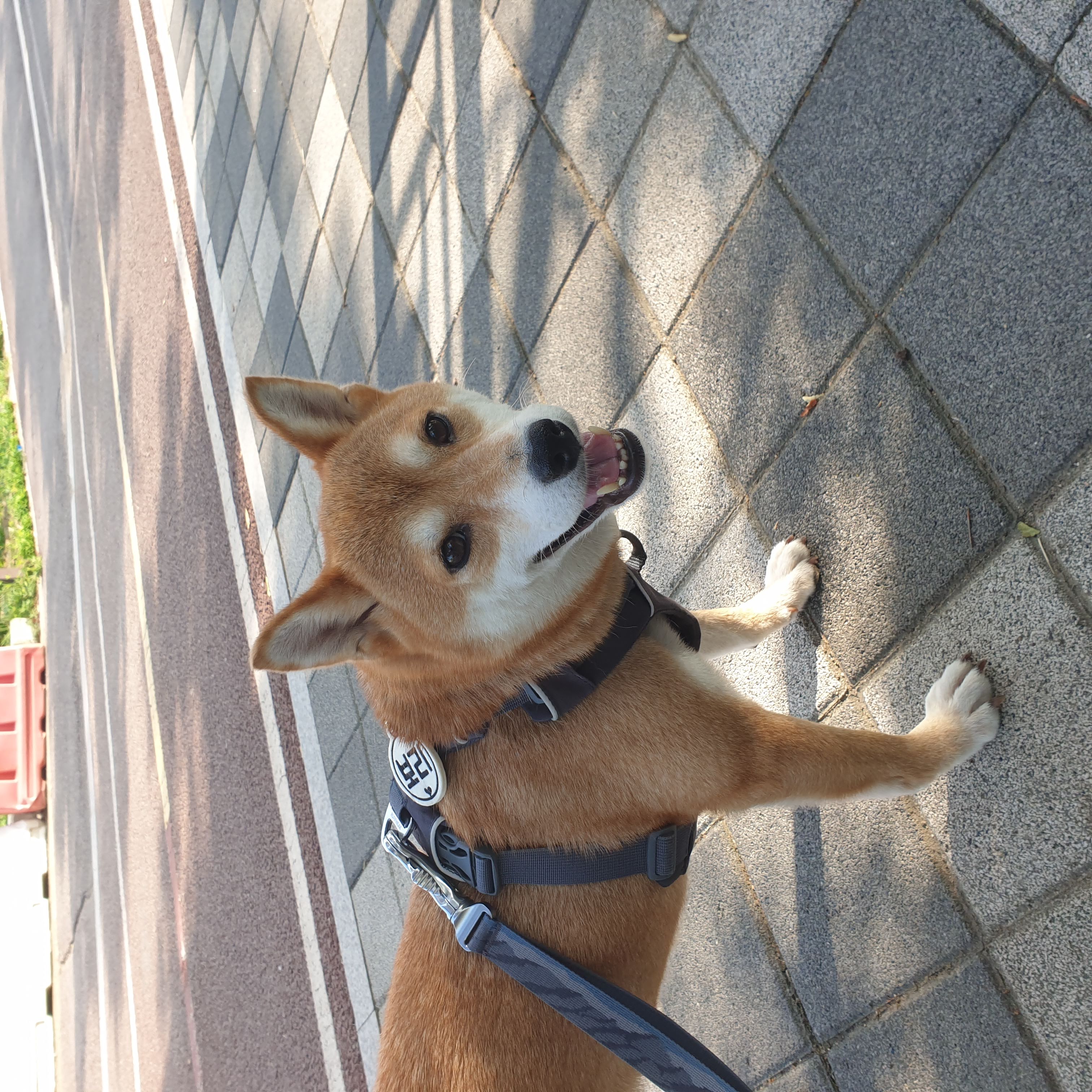 보리 입양 후 3개월이 되었네요