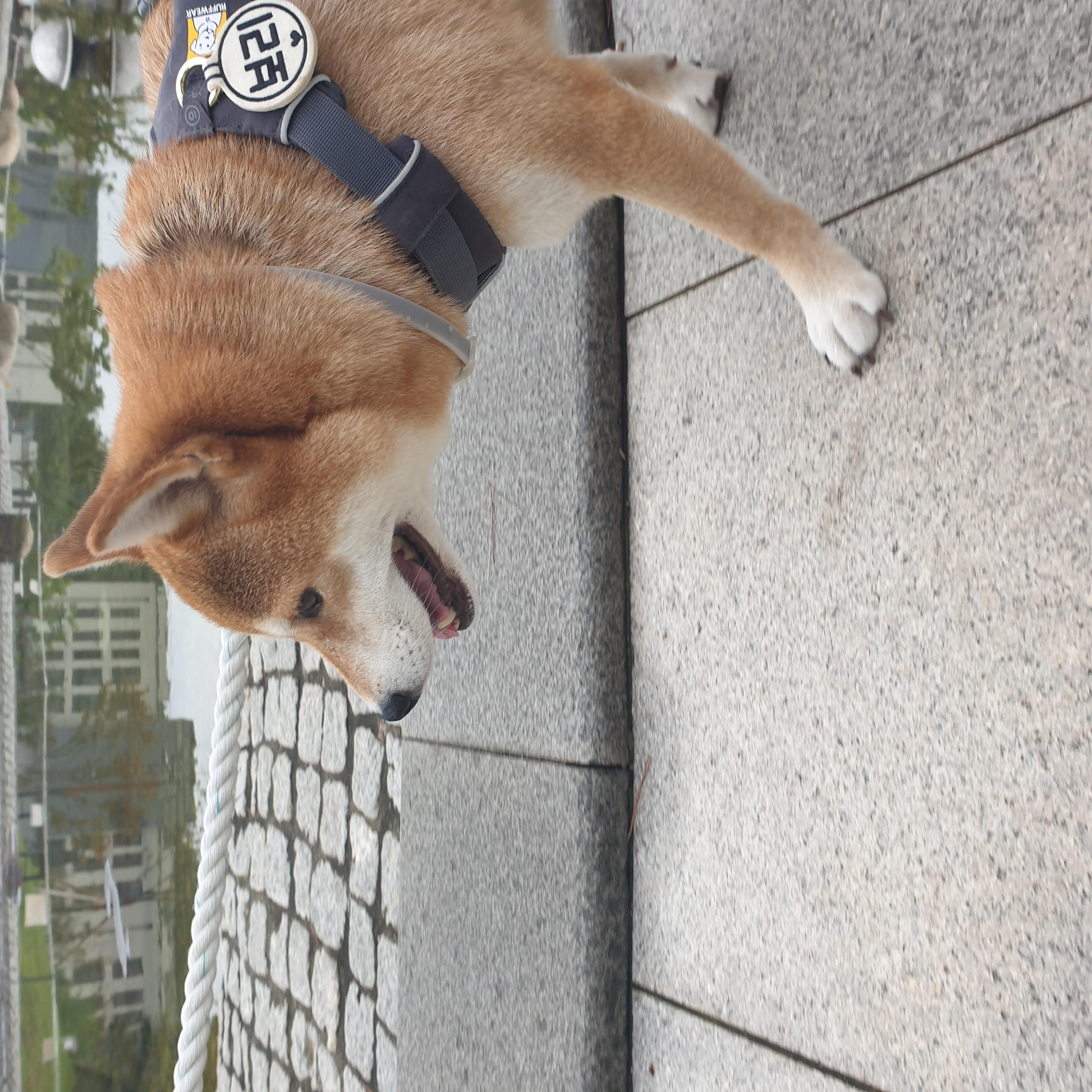 보리 입양 후 3개월이 되었네요