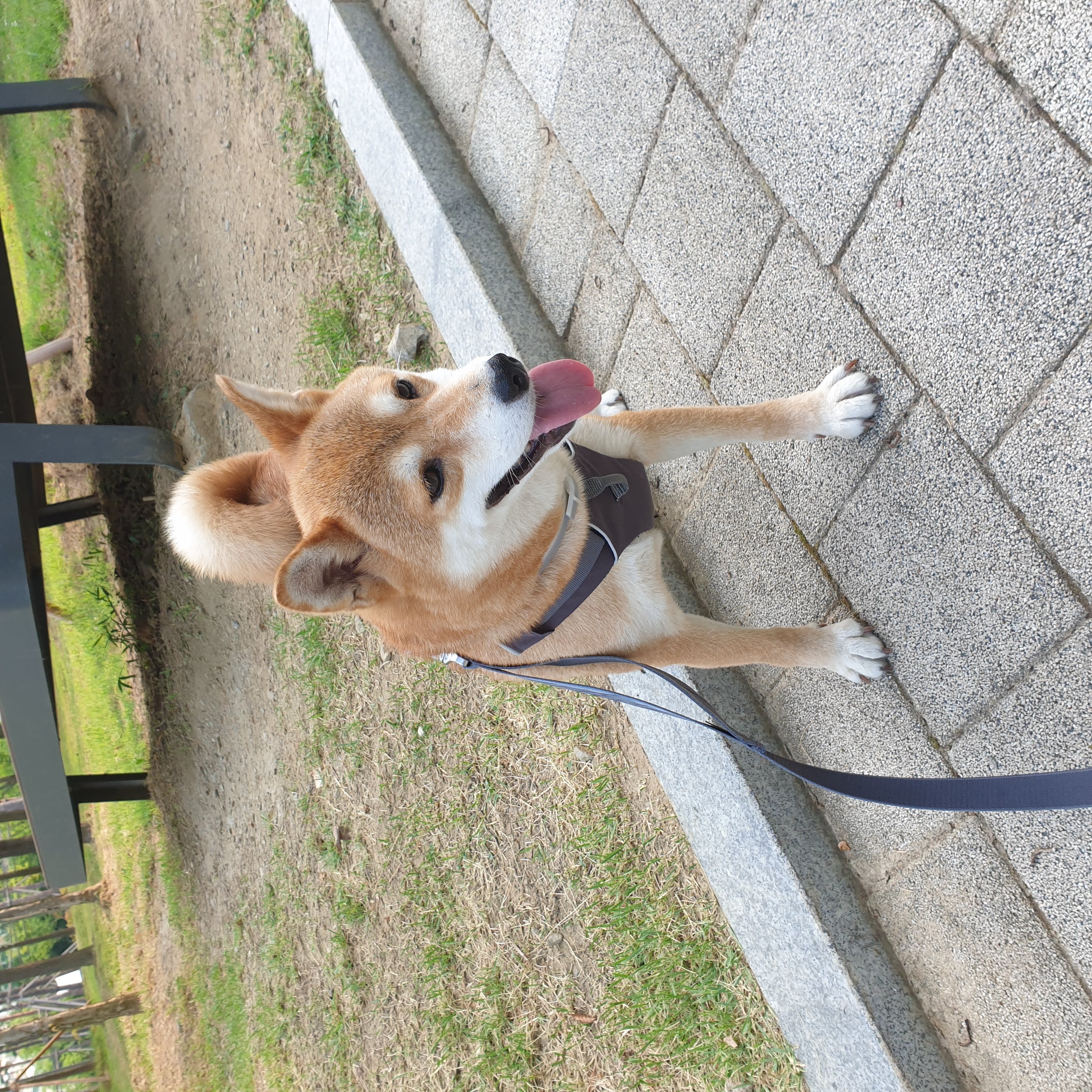 보리 입양 후 3개월이 되었네요