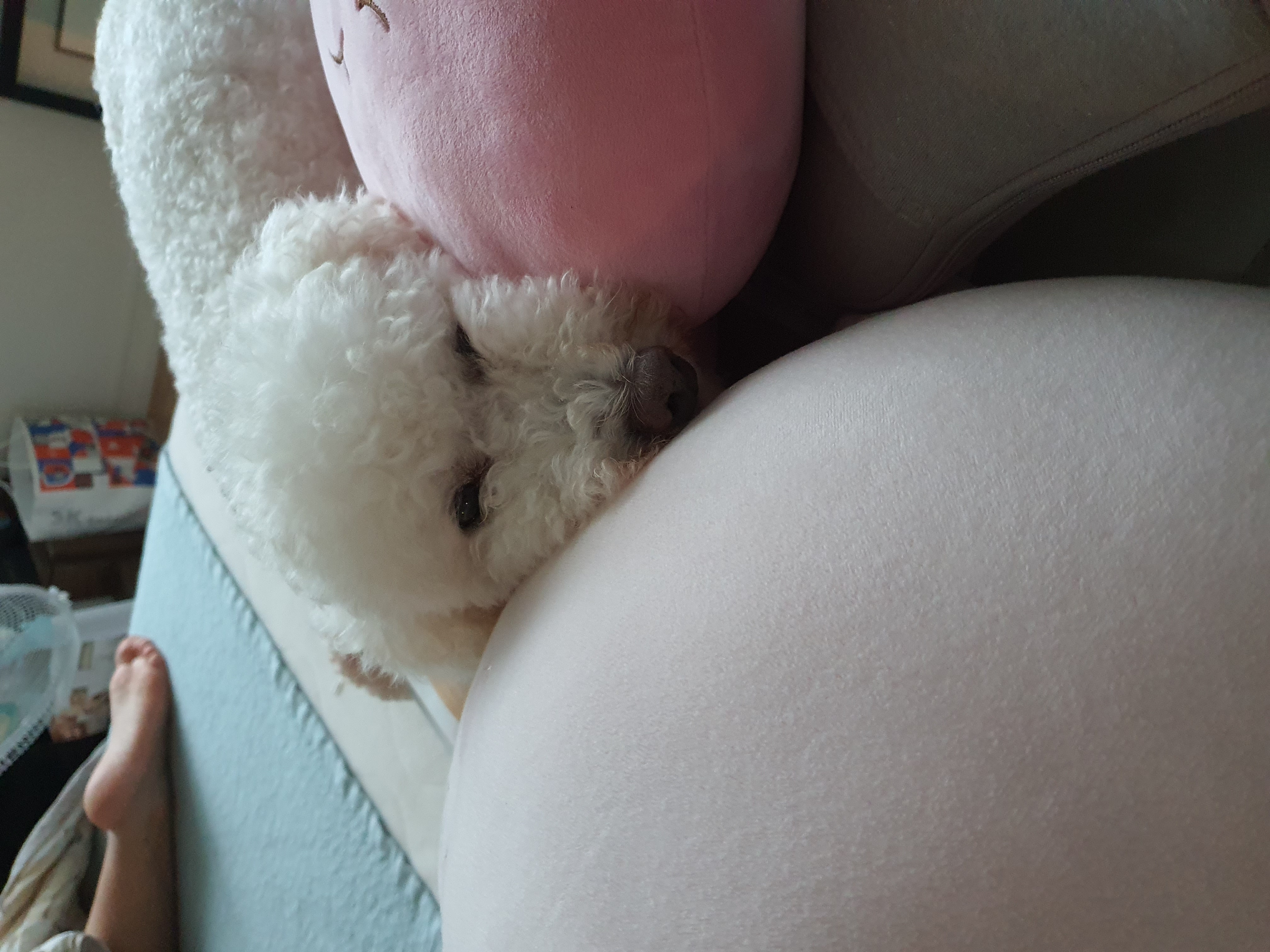 최고다(레일이) 온지 벌써 100일(3개월) 이 됐어요!