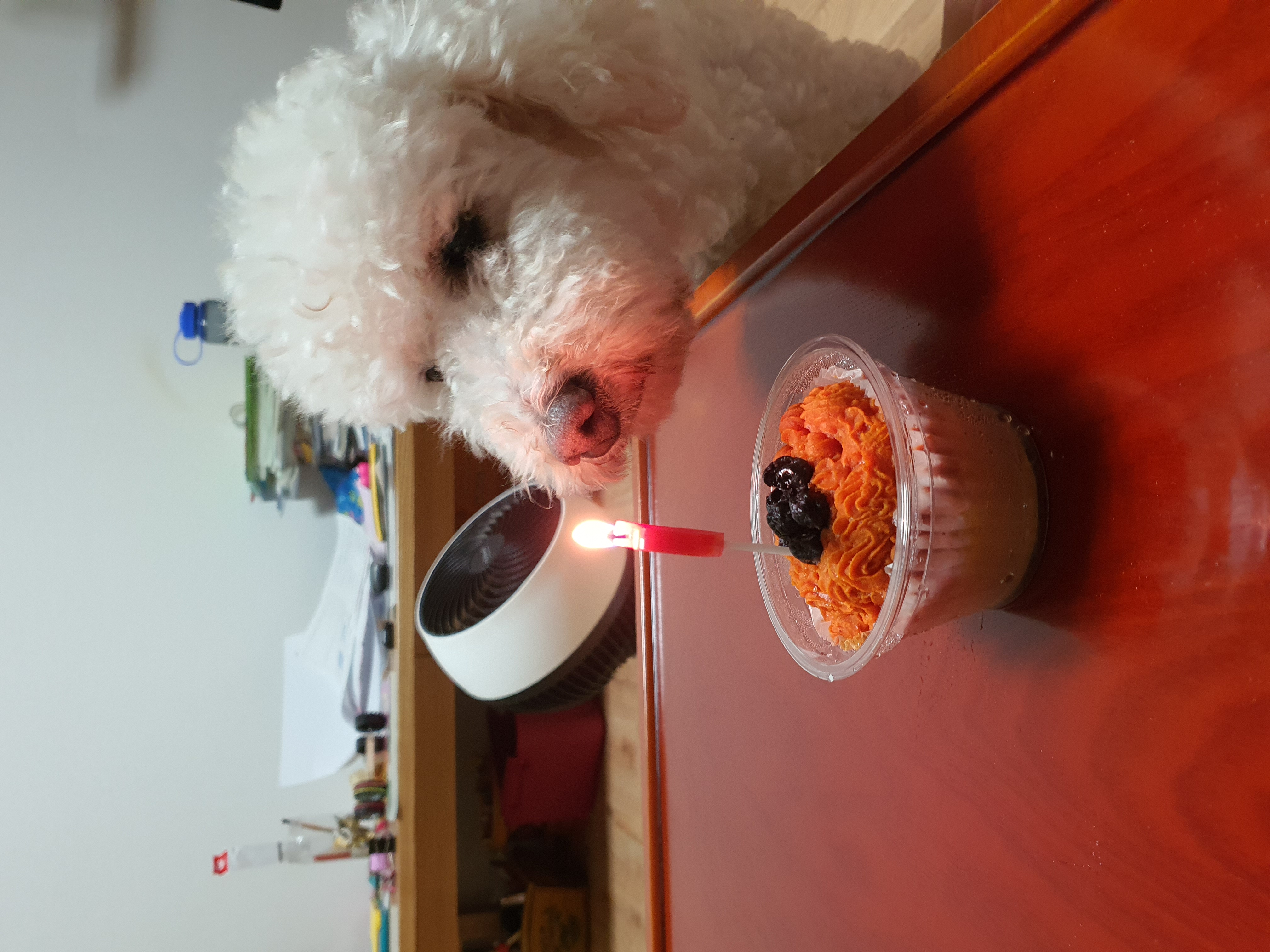 최고다(레일이) 온지 벌써 100일(3개월) 이 됐어요!