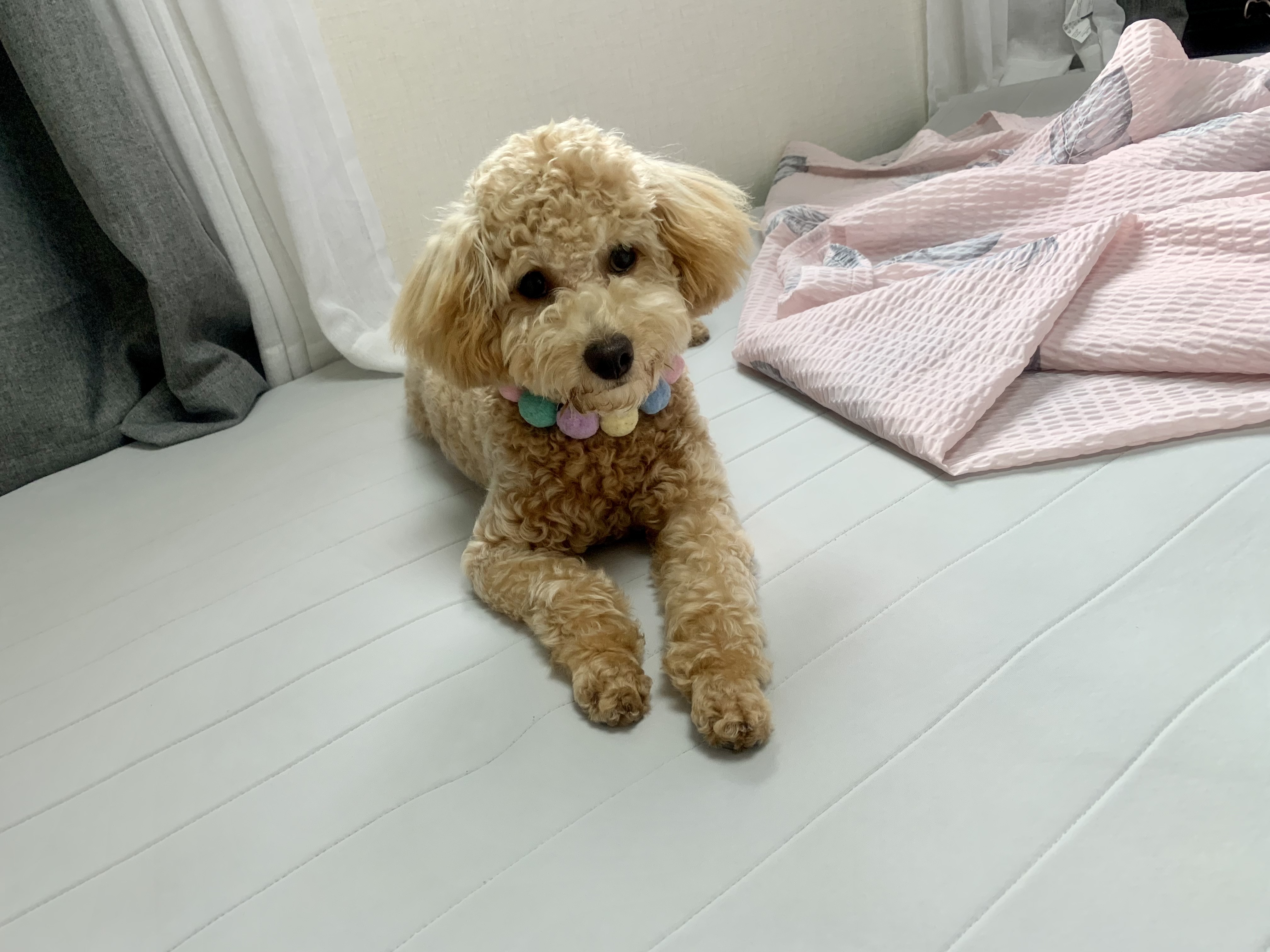 초이(곤지암 해삼) 6개월의 기록