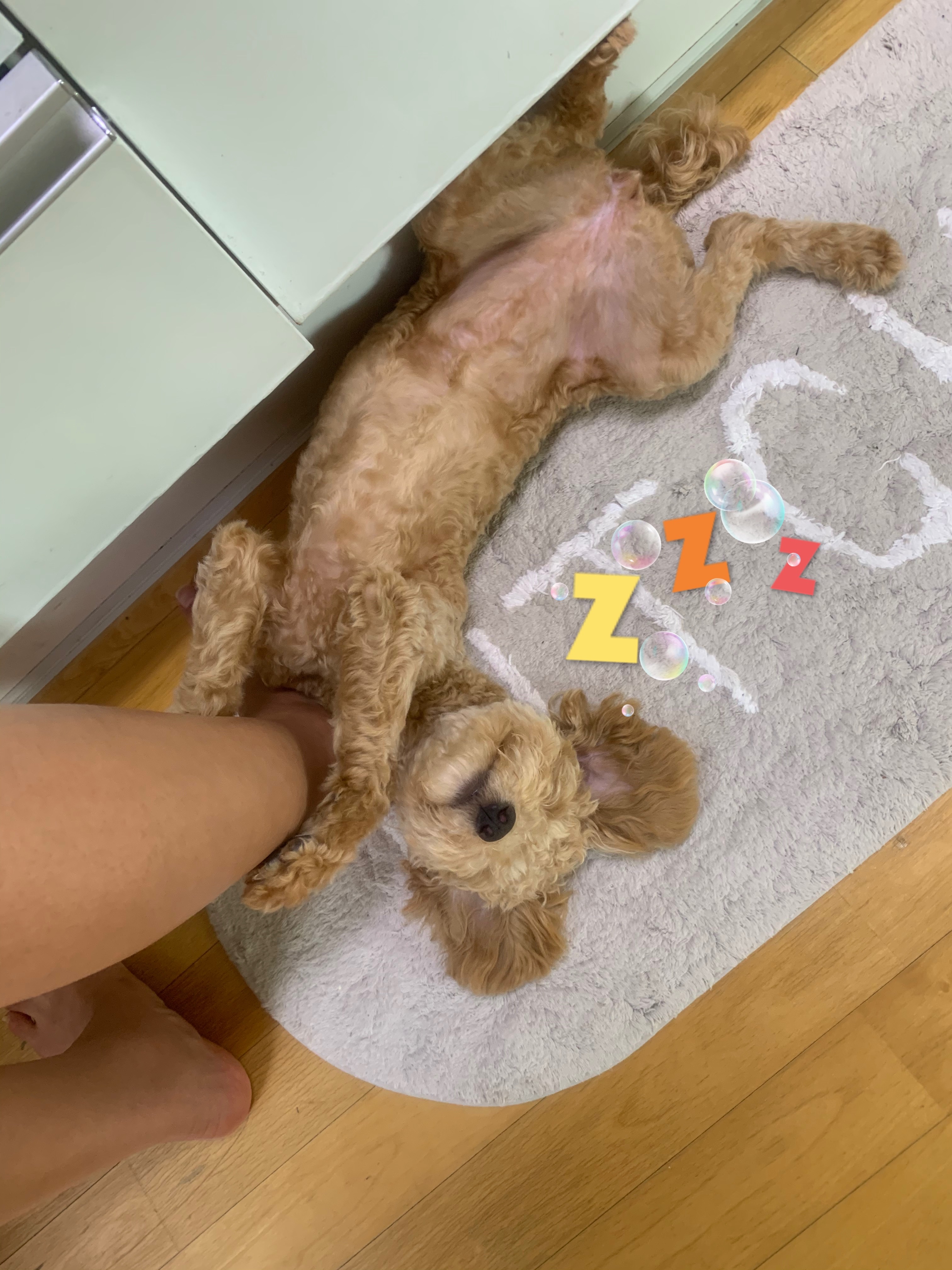 초이(곤지암 해삼) 6개월의 기록