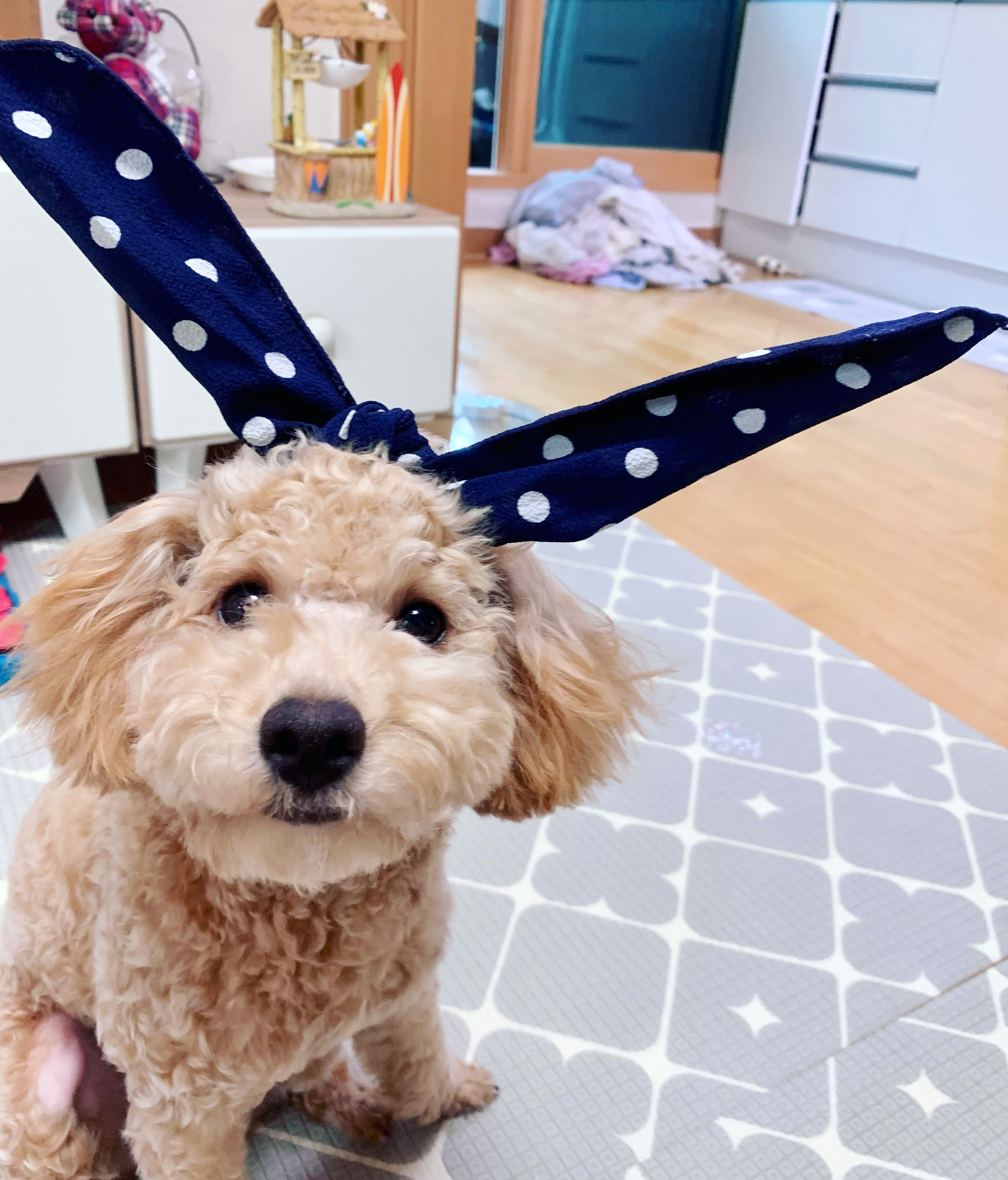 초이(곤지암 해삼) 6개월의 기록