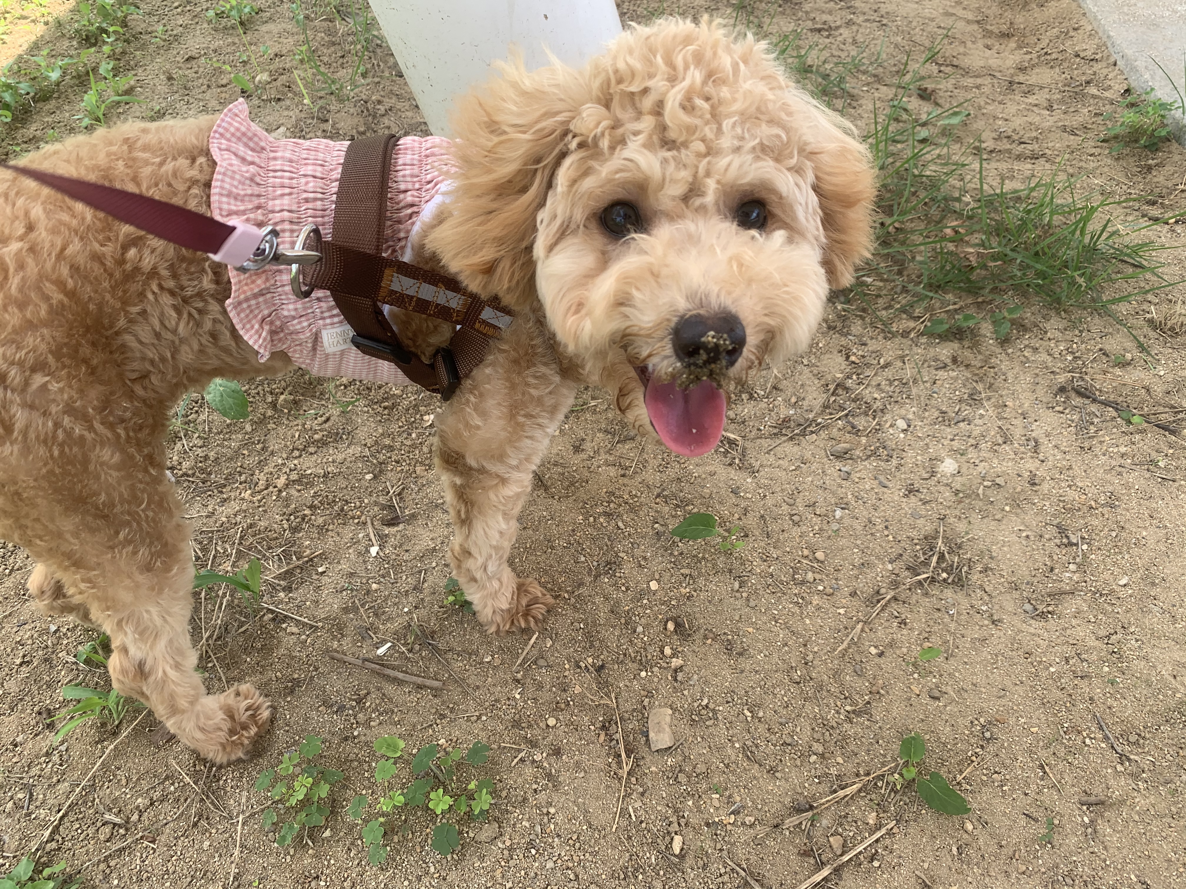 초이(곤지암 해삼) 6개월의 기록