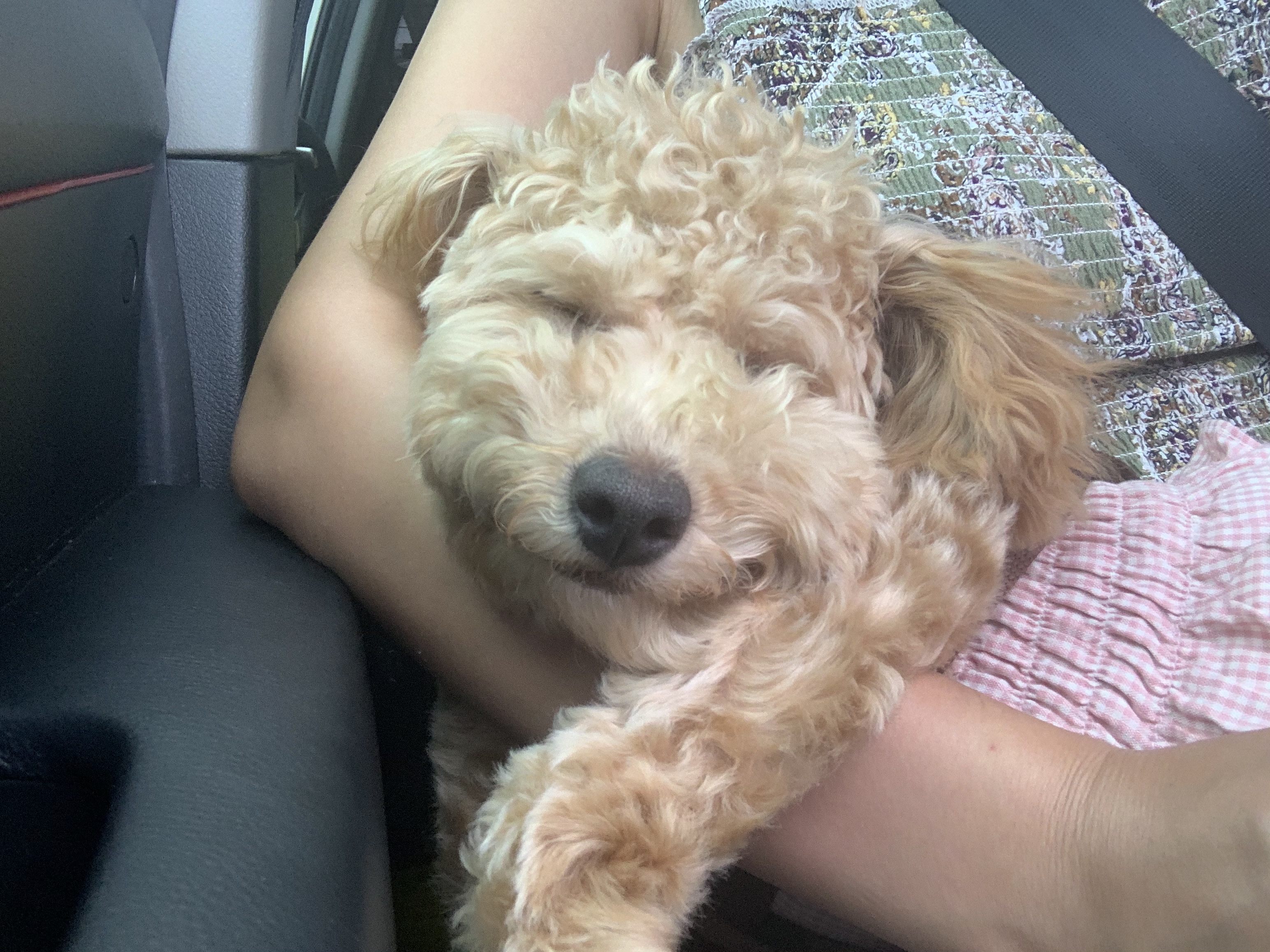 초이(곤지암 해삼) 6개월의 기록