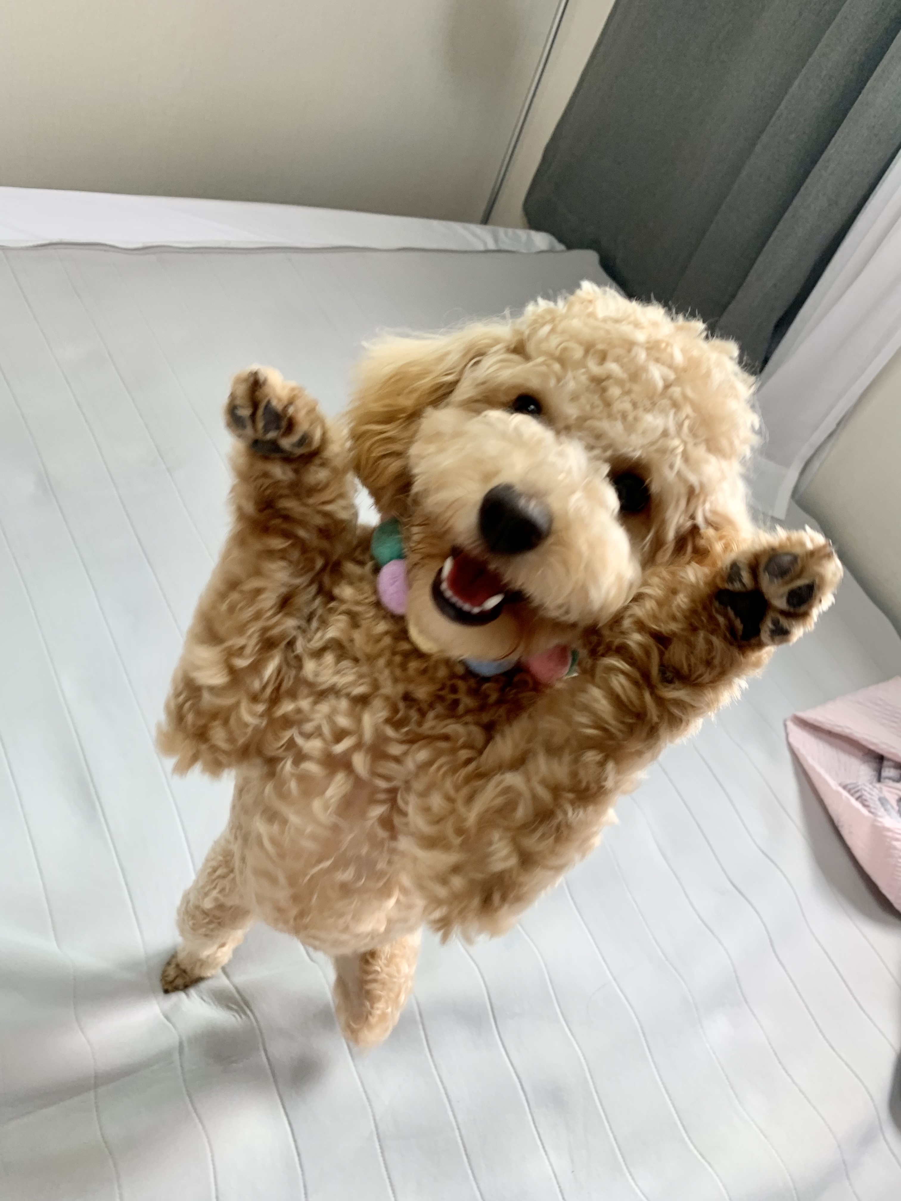 초이(곤지암 해삼) 6개월의 기록