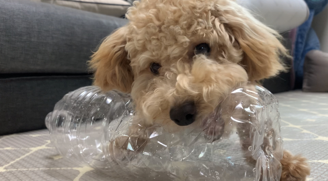 초이(곤지암 해삼) 6개월의 기록