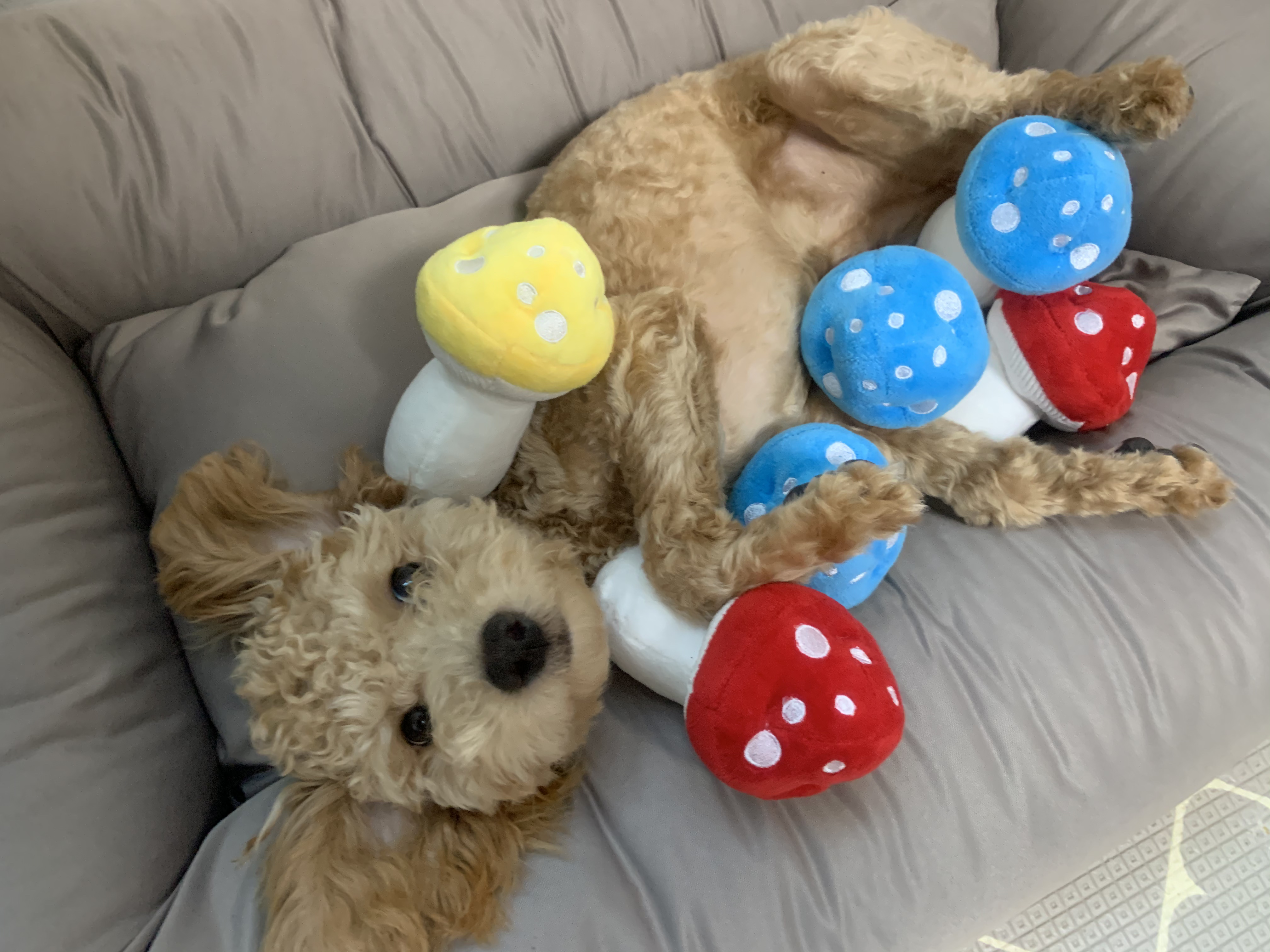 초이(곤지암 해삼) 6개월의 기록