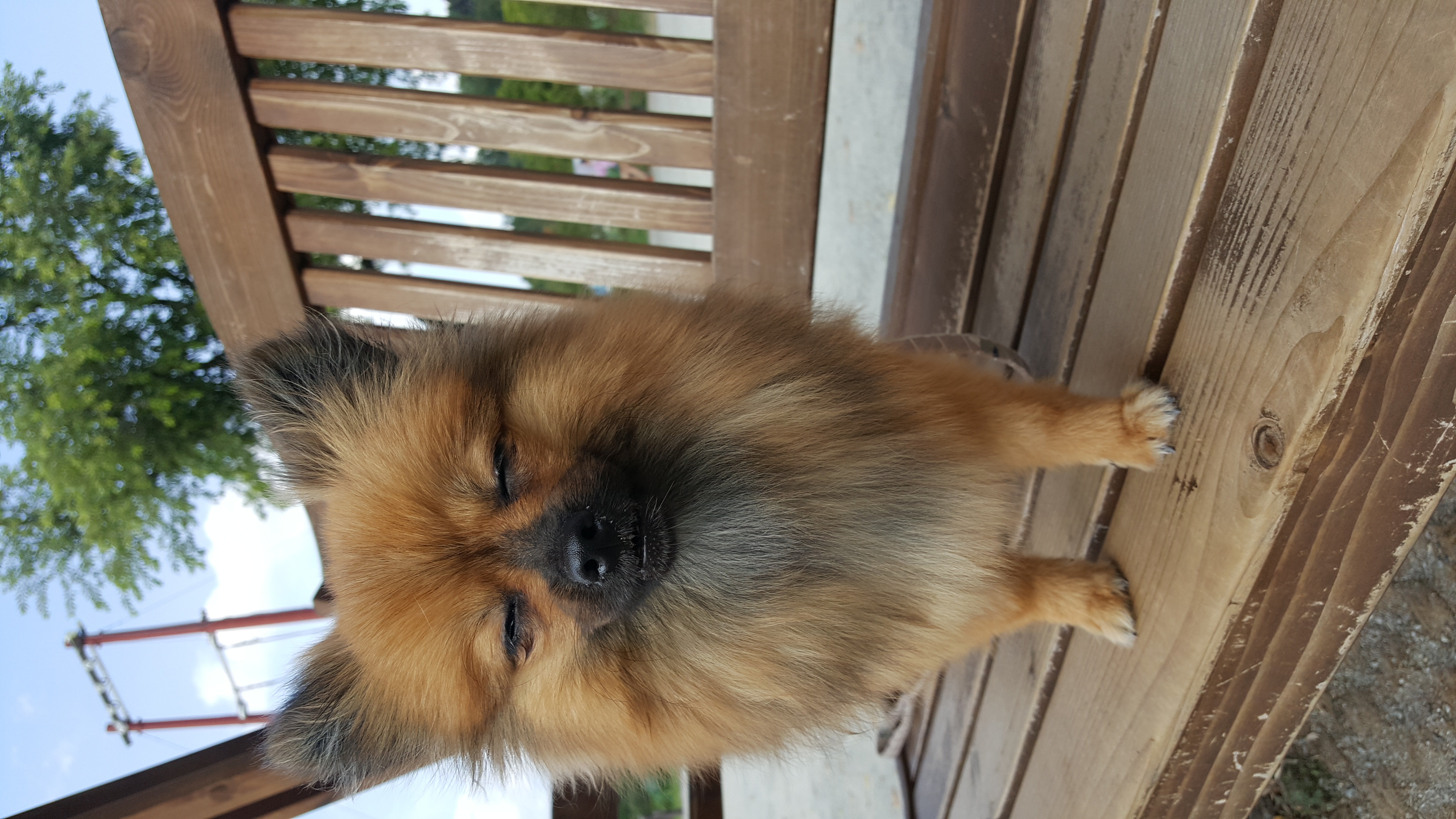 러비(워일) 3개월 됐어요~~