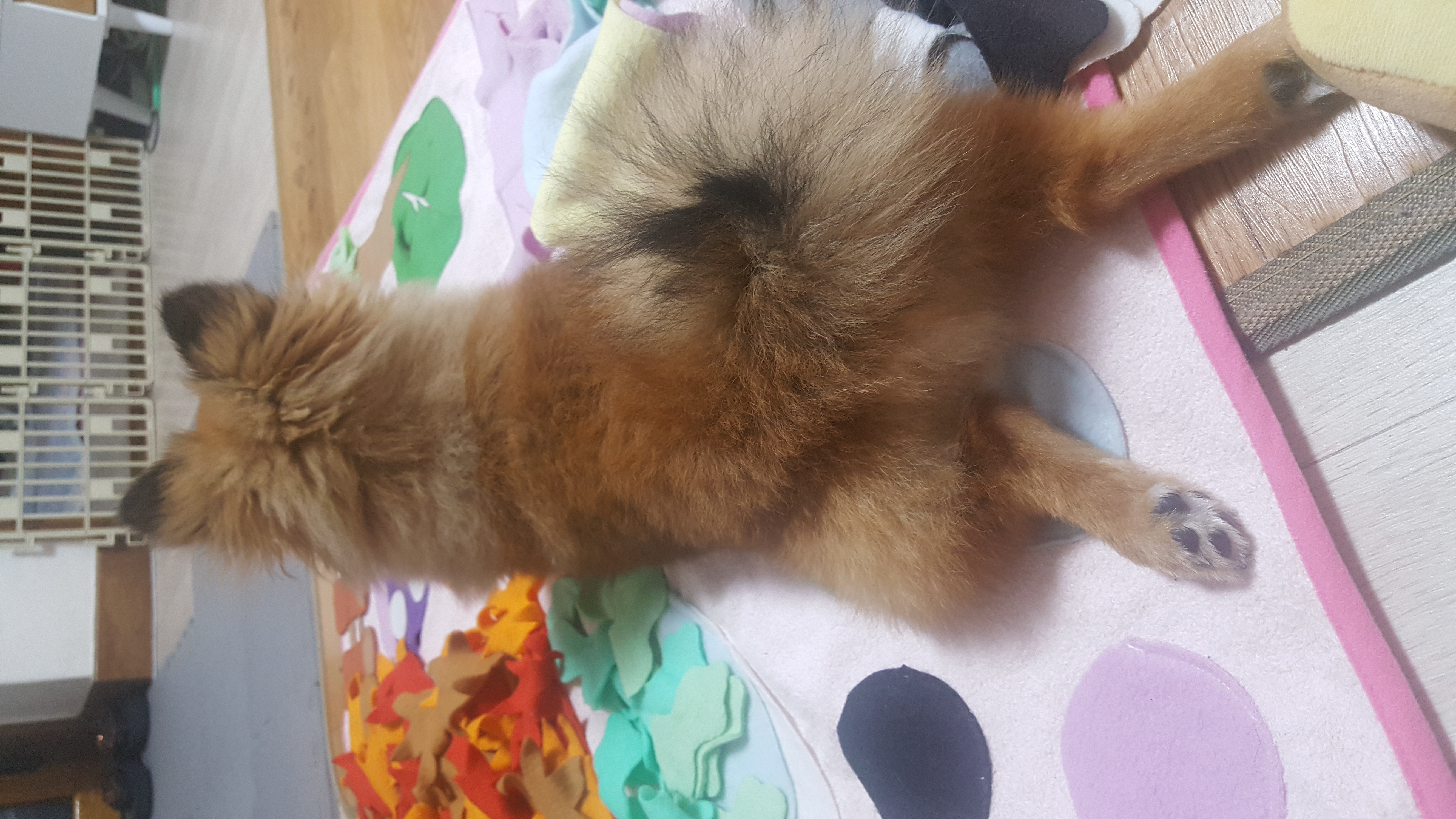 러비(워일) 3개월 됐어요~~