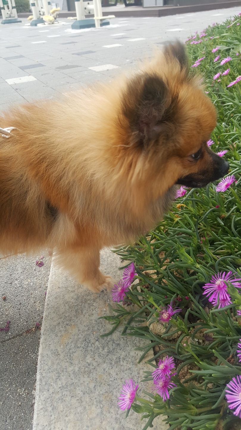 러비(워일) 3개월 됐어요~~