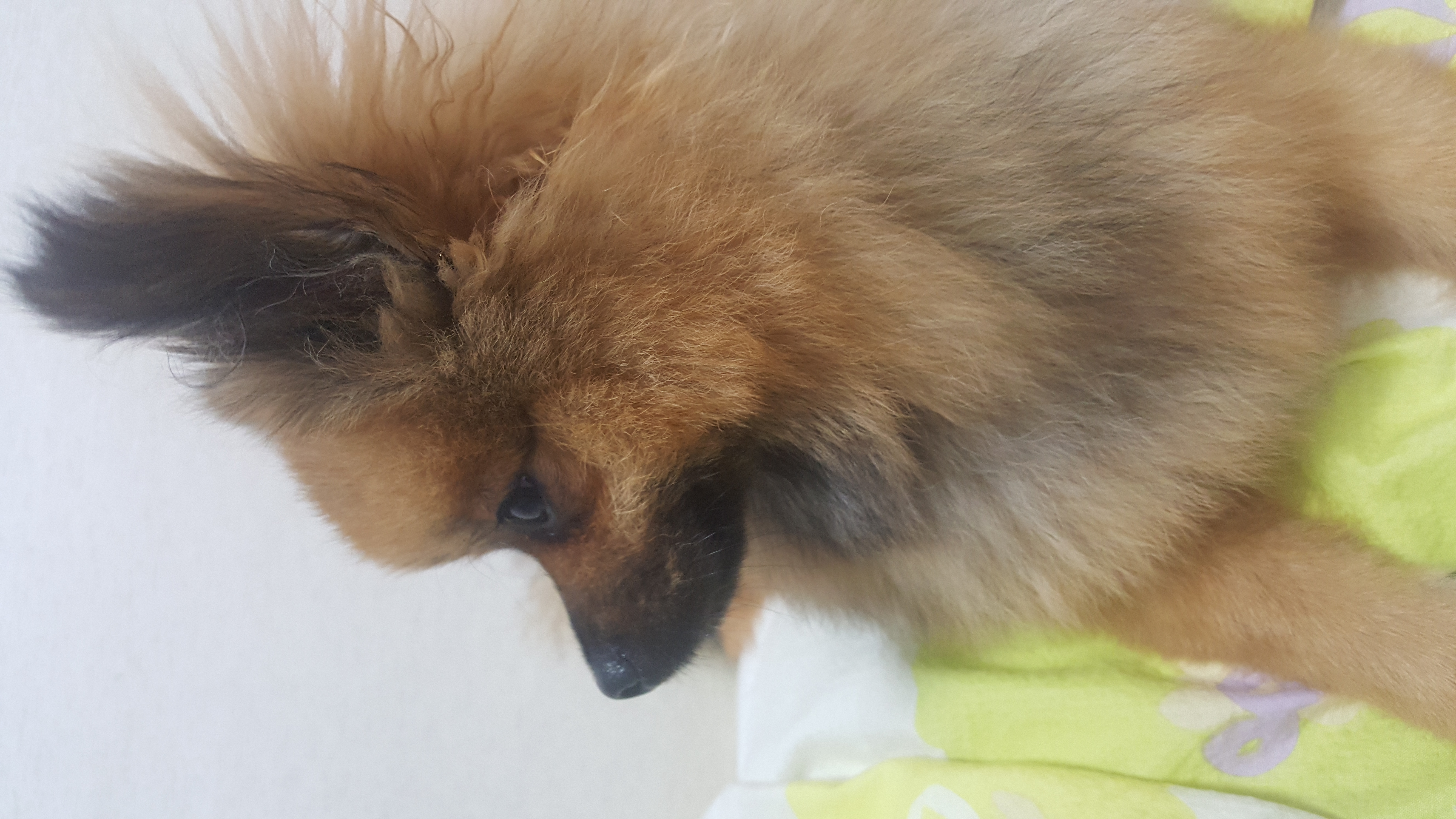 러비(워일) 3개월 됐어요~~