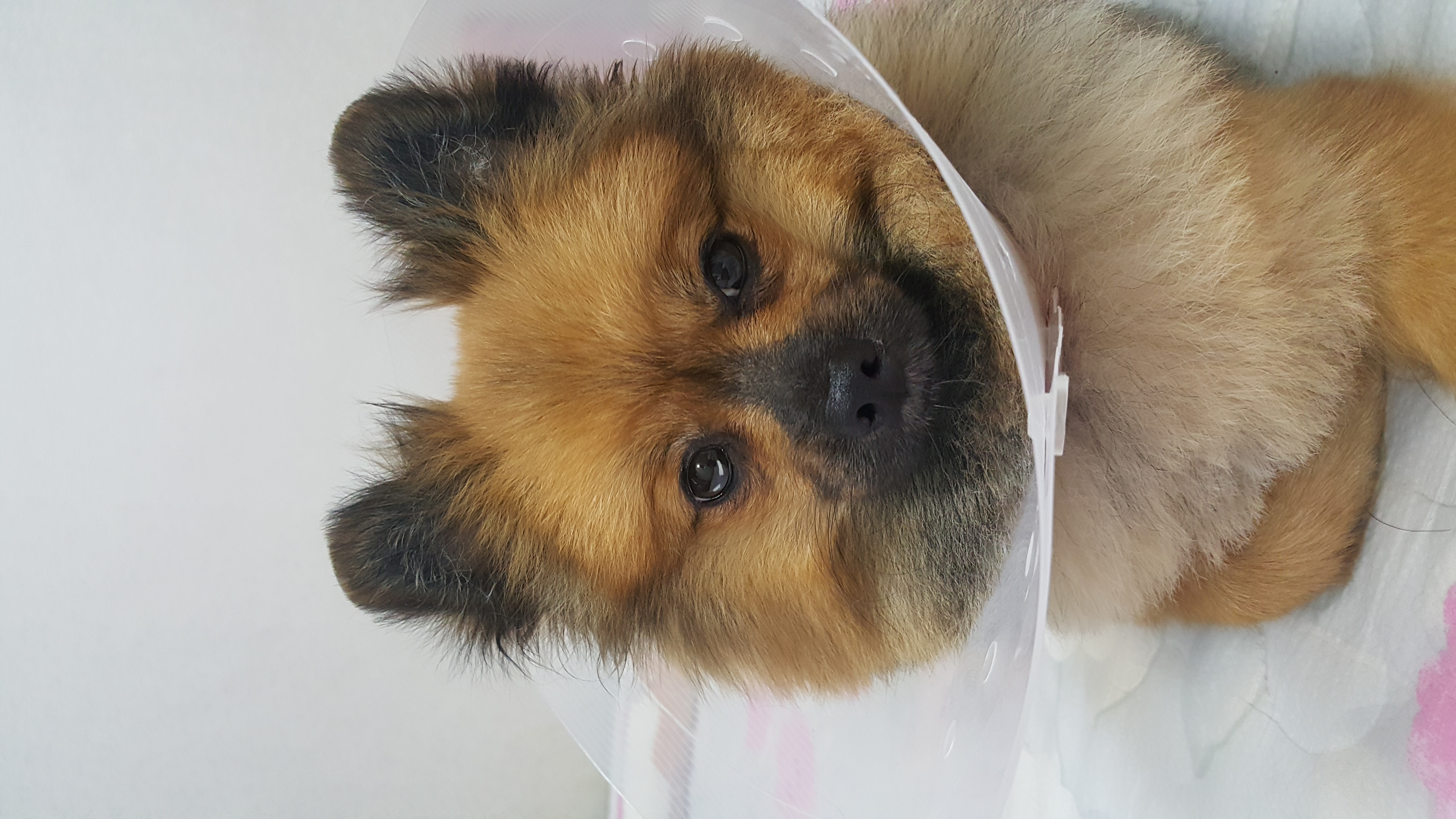 러비(워일) 3개월 됐어요~~