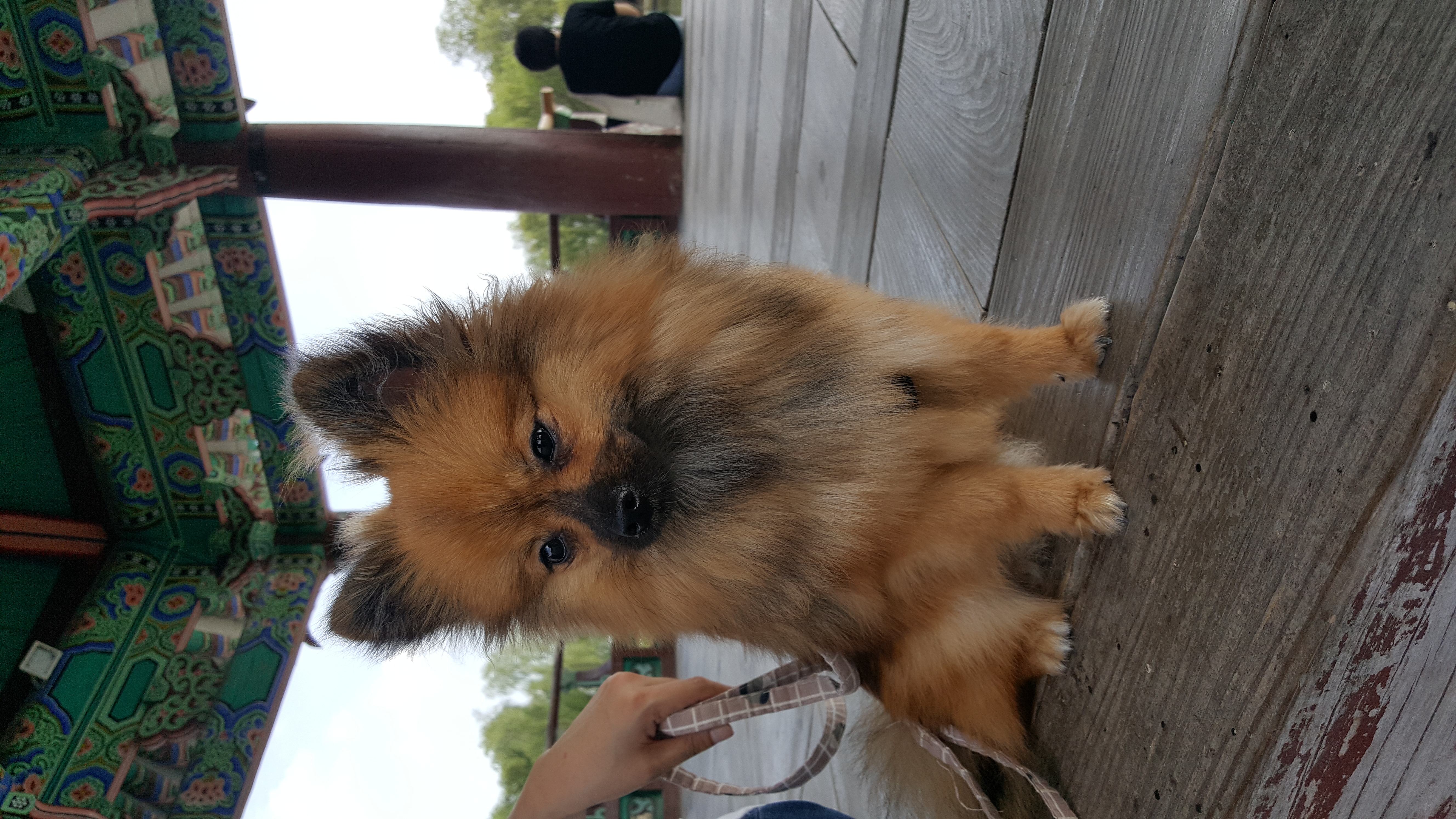 러비(워일) 3개월 됐어요~~