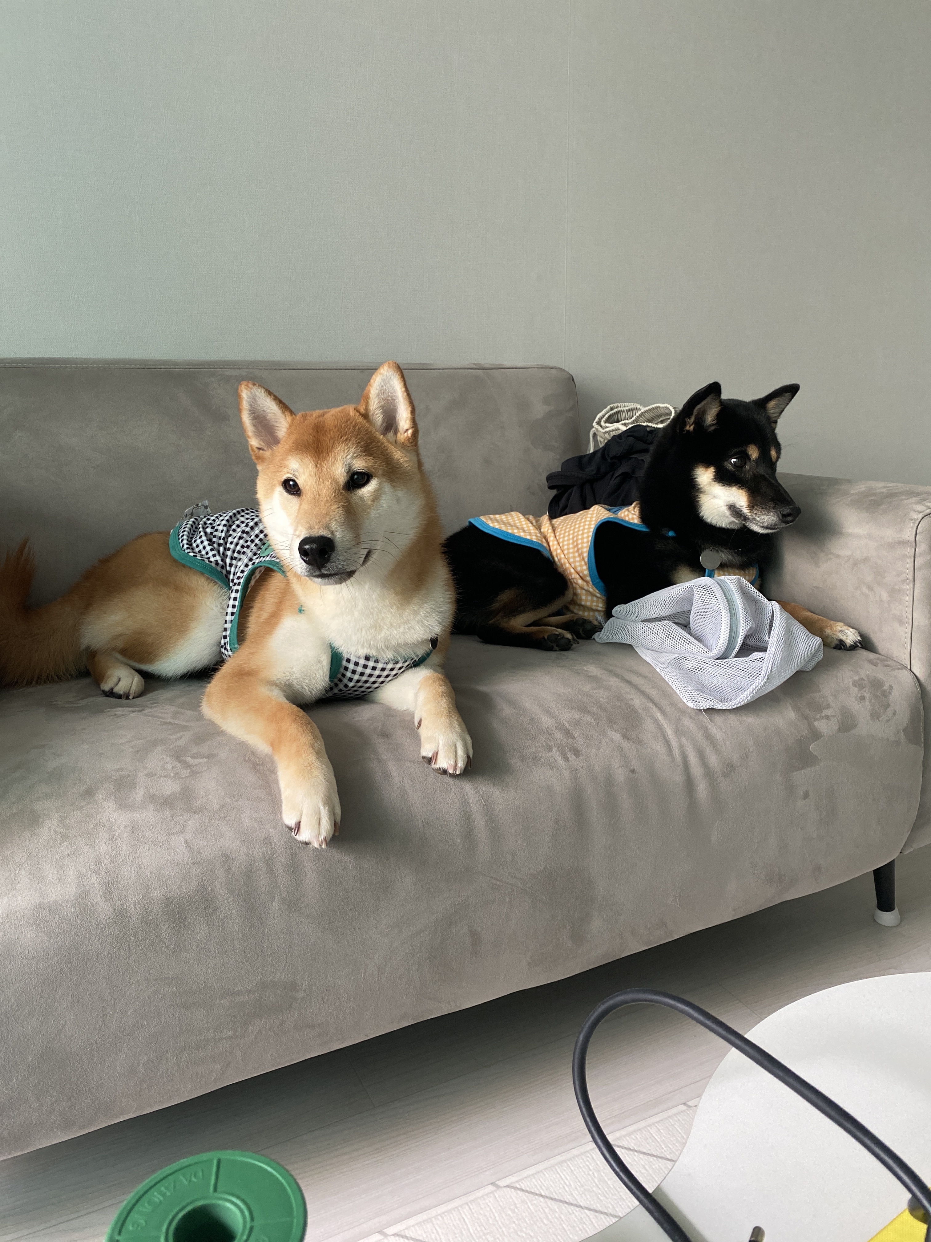 리오공실이자견(한시)3개월후기