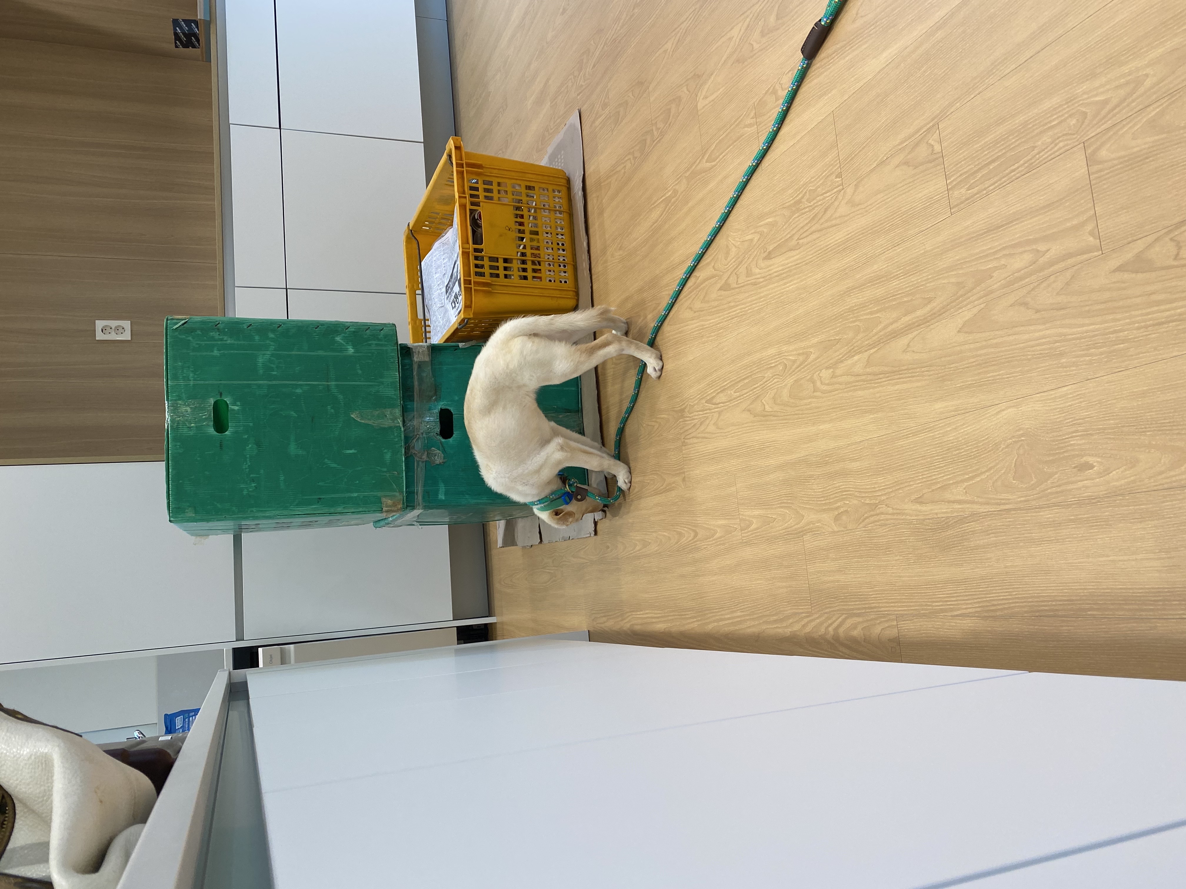 보리(시작이) 입양 한달됐네요